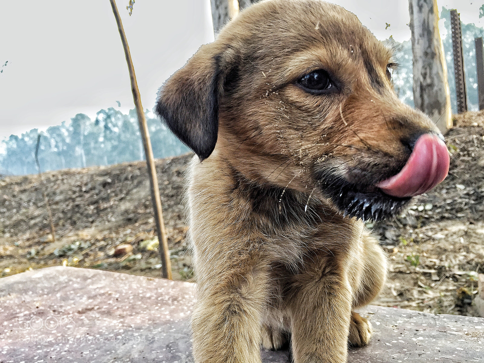 Apple iPhone 6 sample photo. Dog love photography