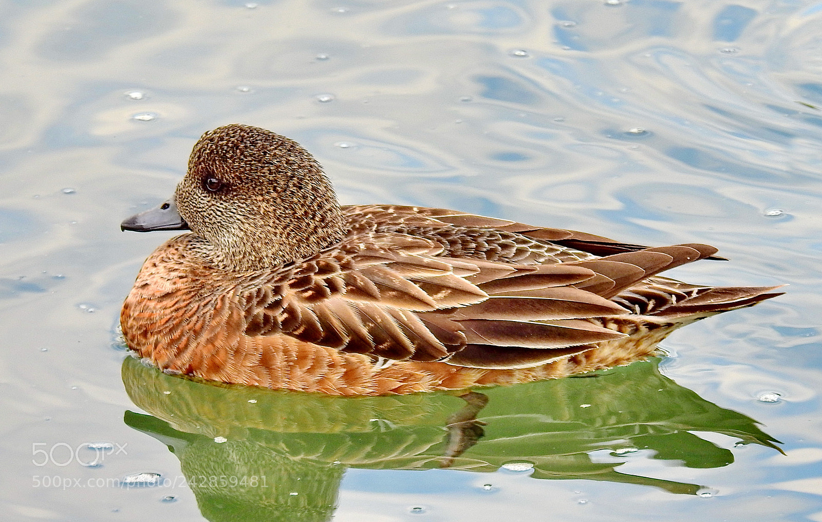 Nikon Coolpix P900 sample photo. A nice duck swimming photography