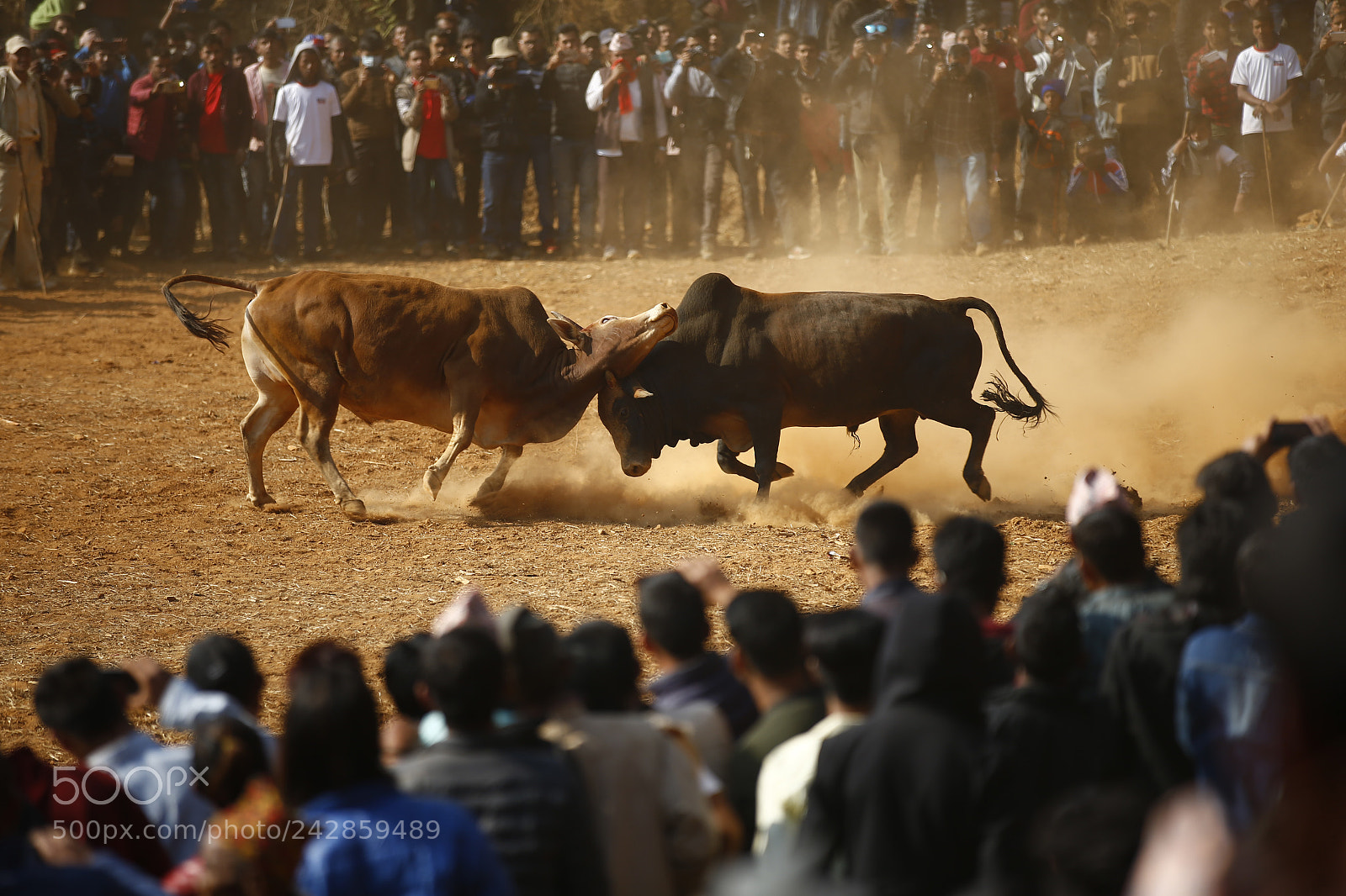 Canon EOS-1D X sample photo. Maghe sankranti festival in photography