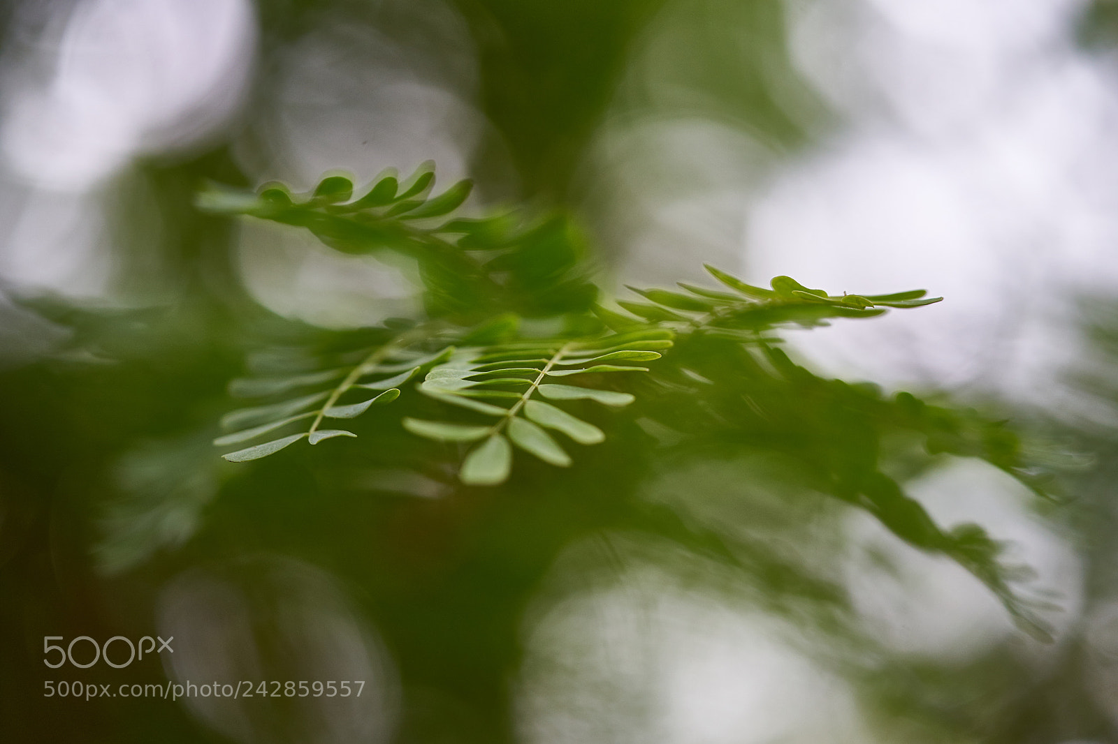 Sony a7 II sample photo. Leaves photography