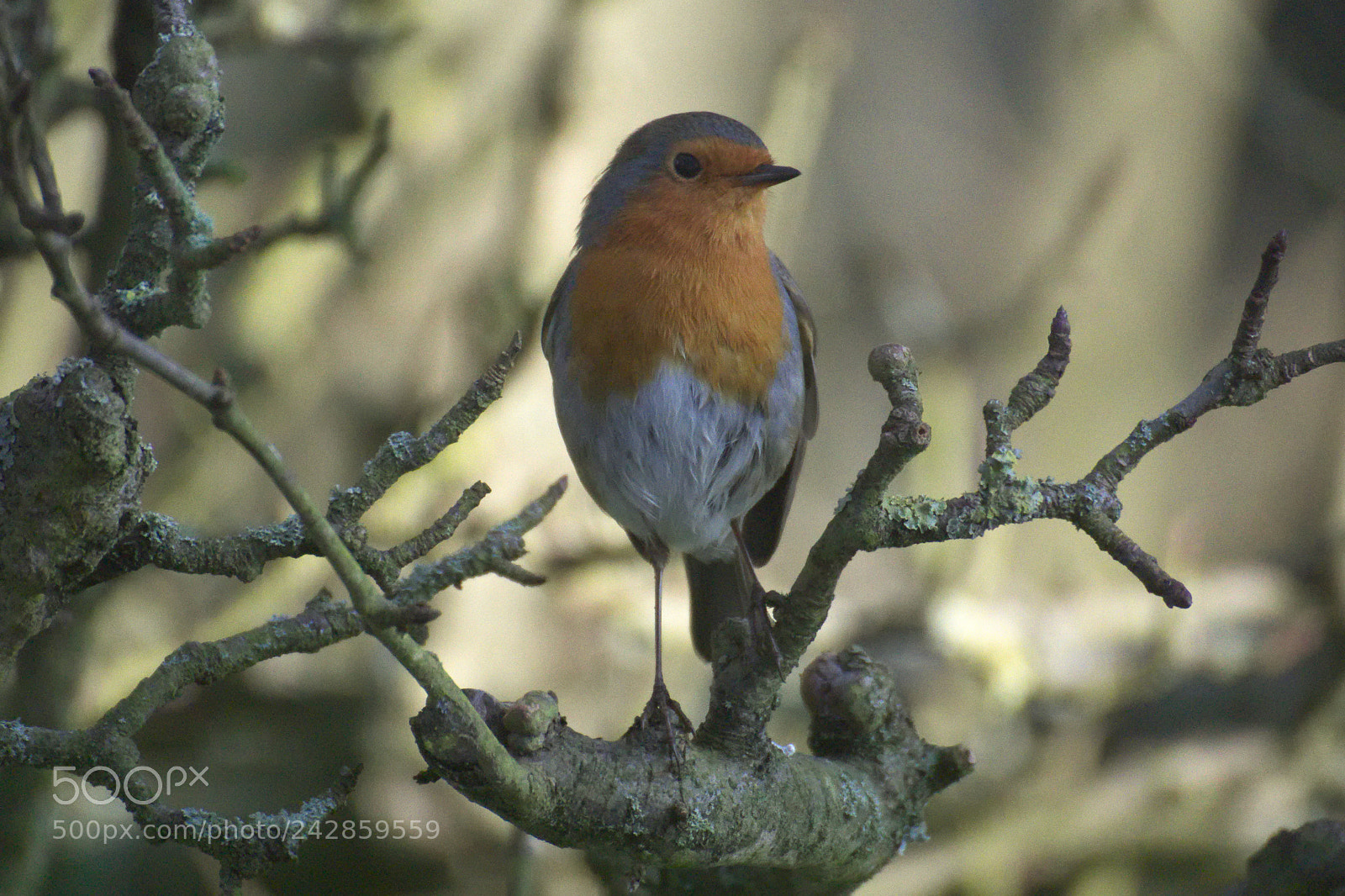 Nikon 1 J1 sample photo. Robin in the wood photography