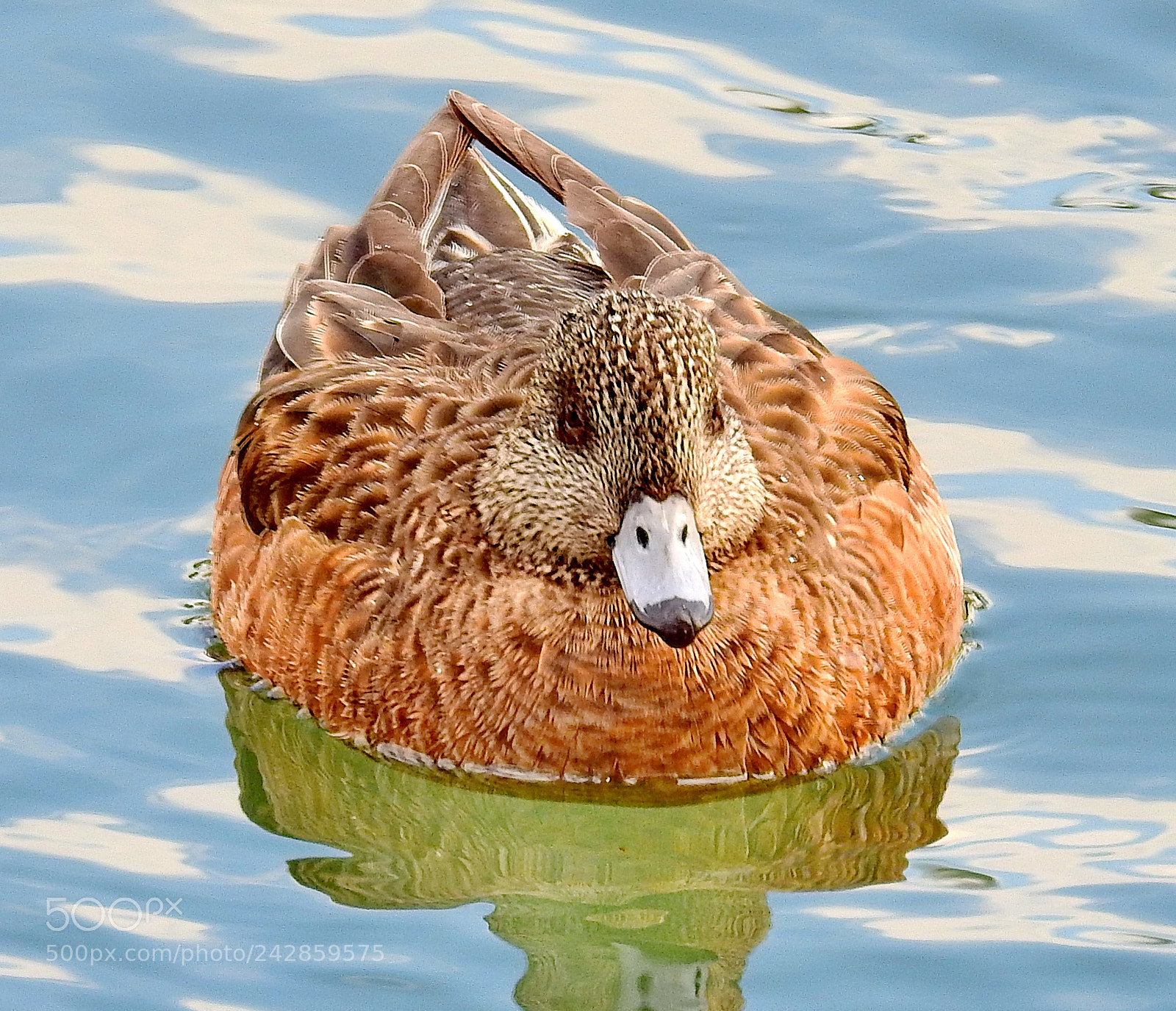 Nikon Coolpix P900 sample photo. A nice duck swimming photography