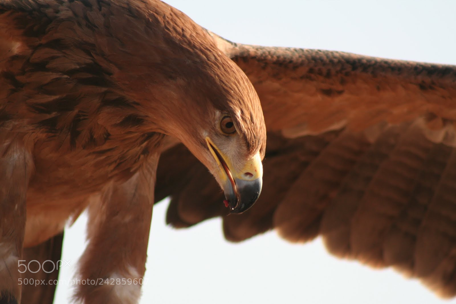 Canon EOS 350D (EOS Digital Rebel XT / EOS Kiss Digital N) sample photo. Bird of prey photography