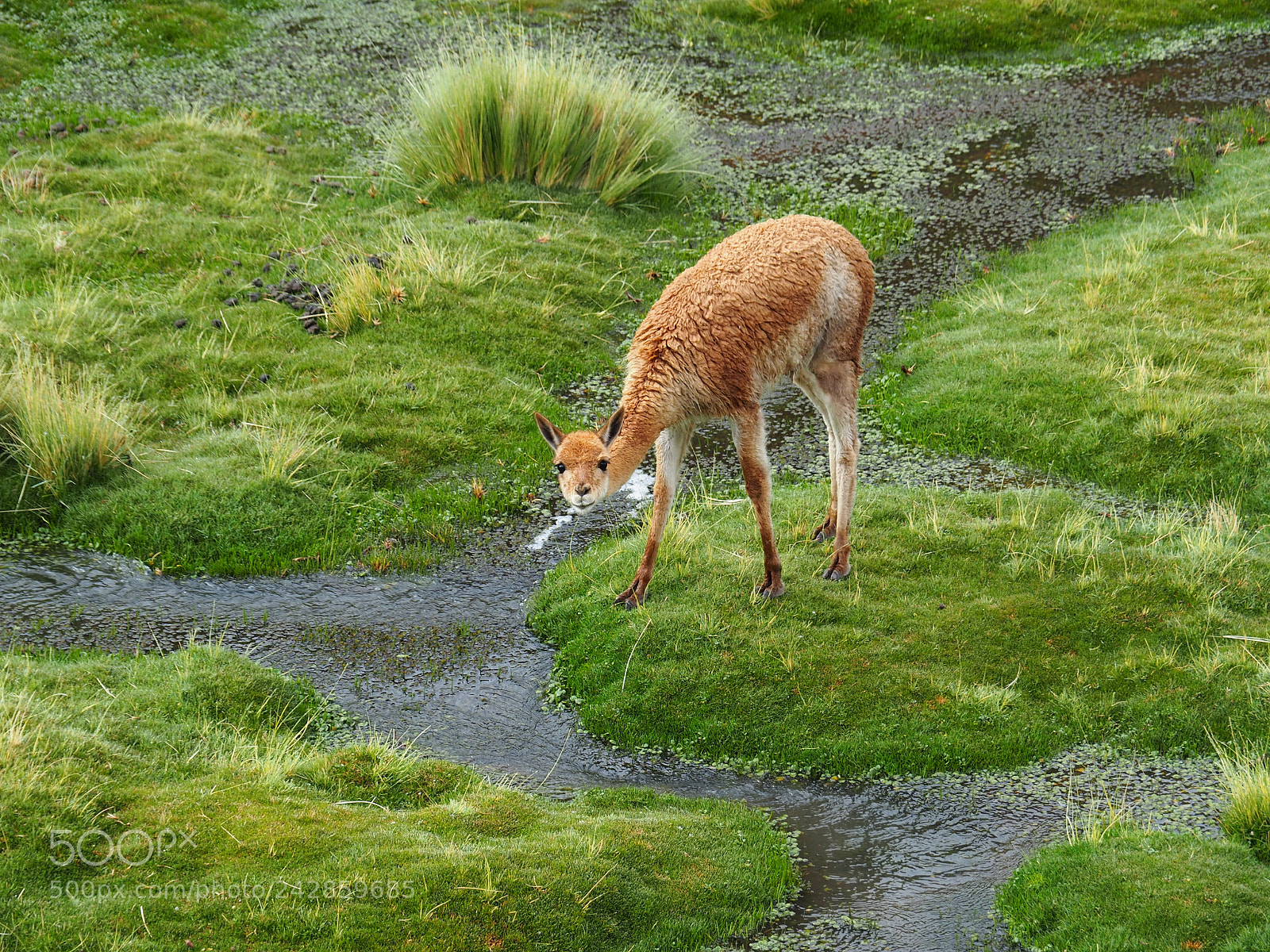 Olympus OM-D E-M5 II sample photo. Vicuña grazing photography