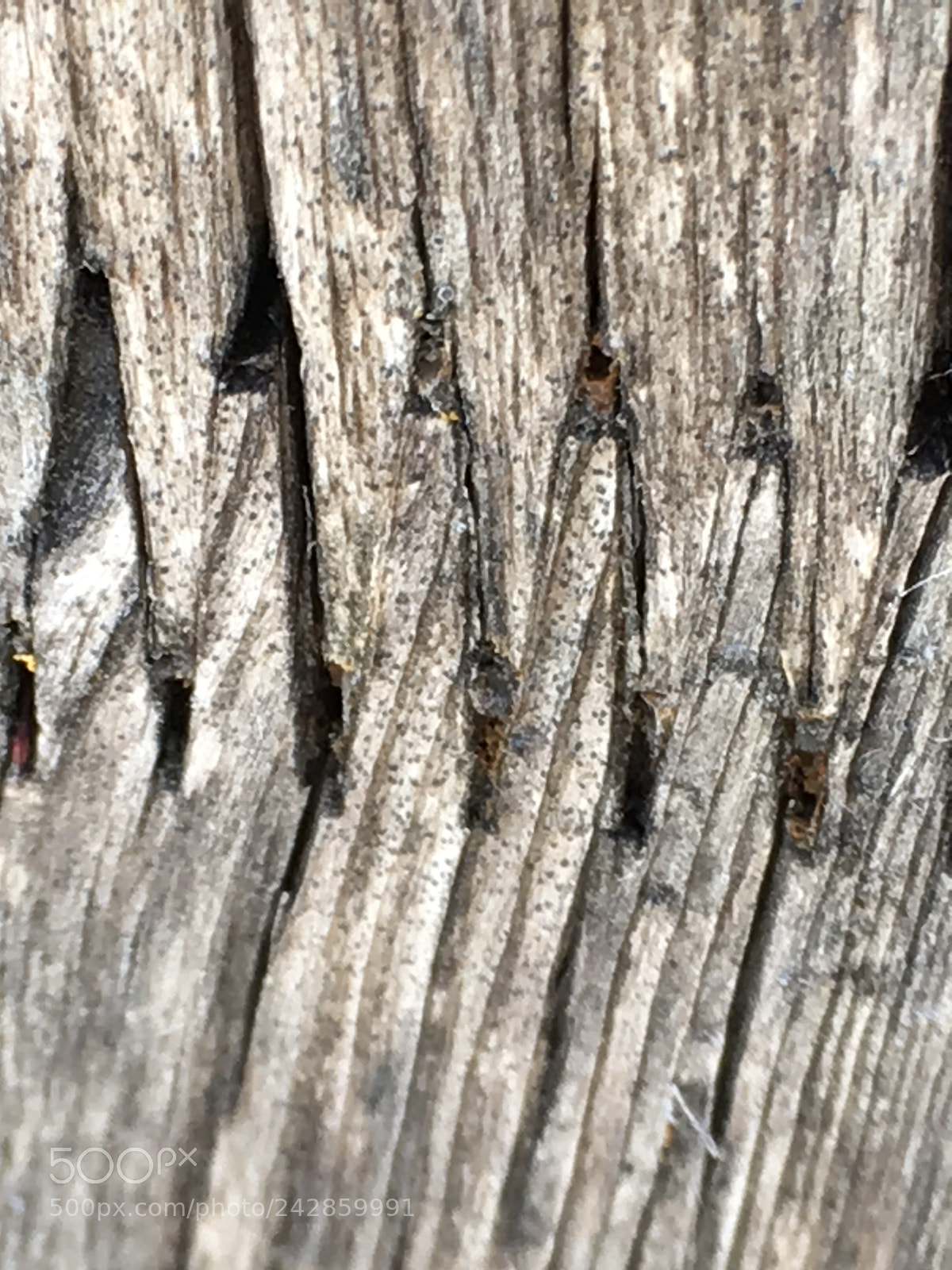 Apple iPhone SE sample photo. Untitled photography