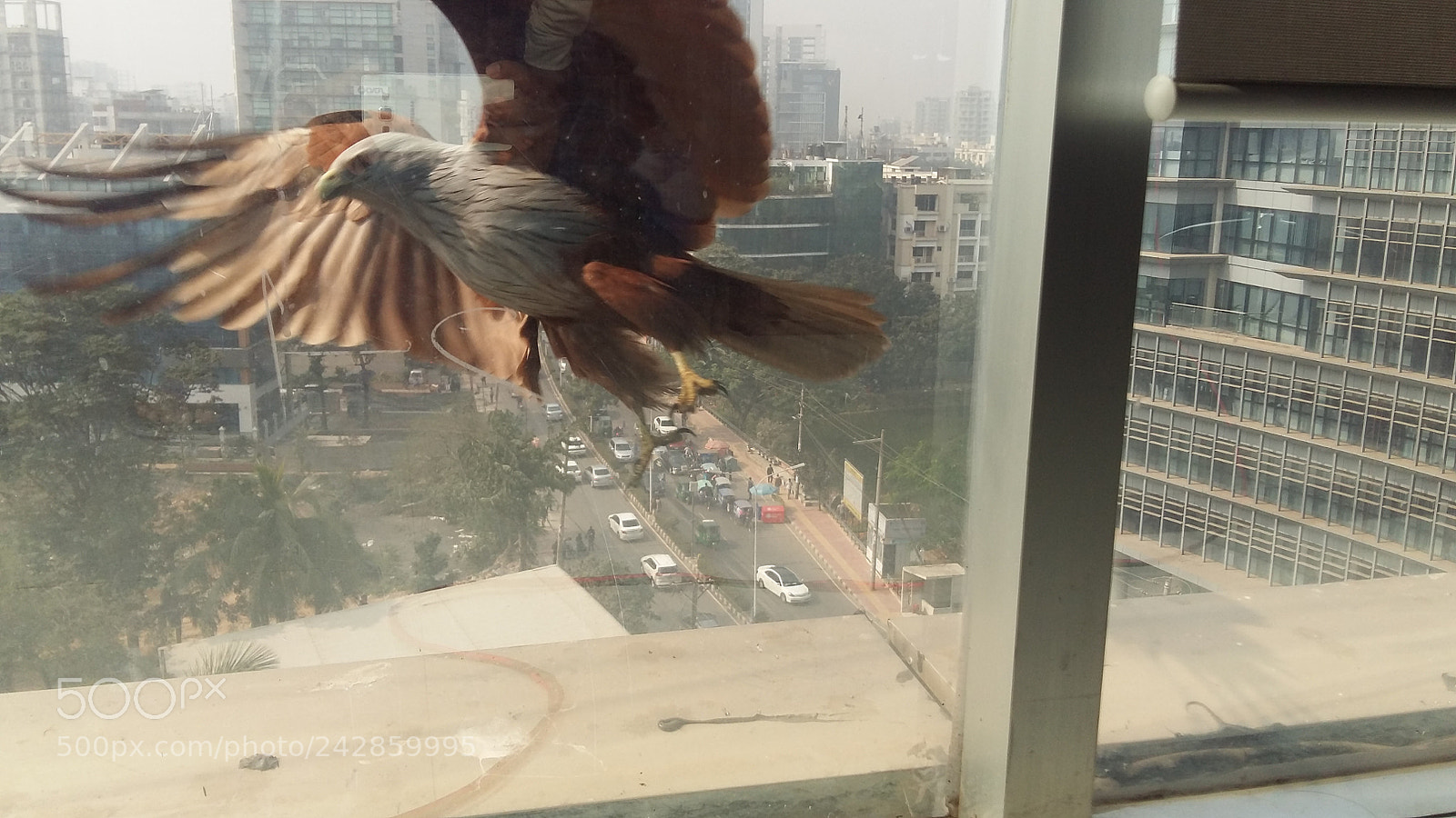 Samsung Galaxy A5 sample photo. Guest photography