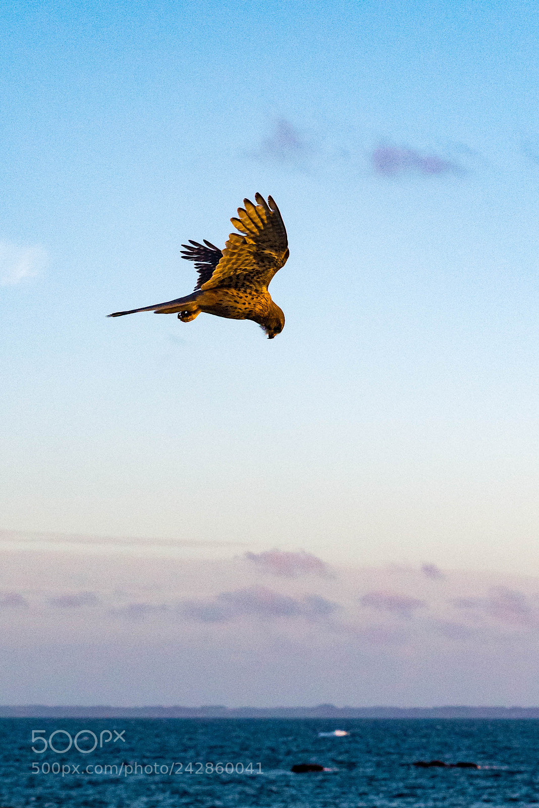 Nikon D610 sample photo. Falcon - reloaded photography