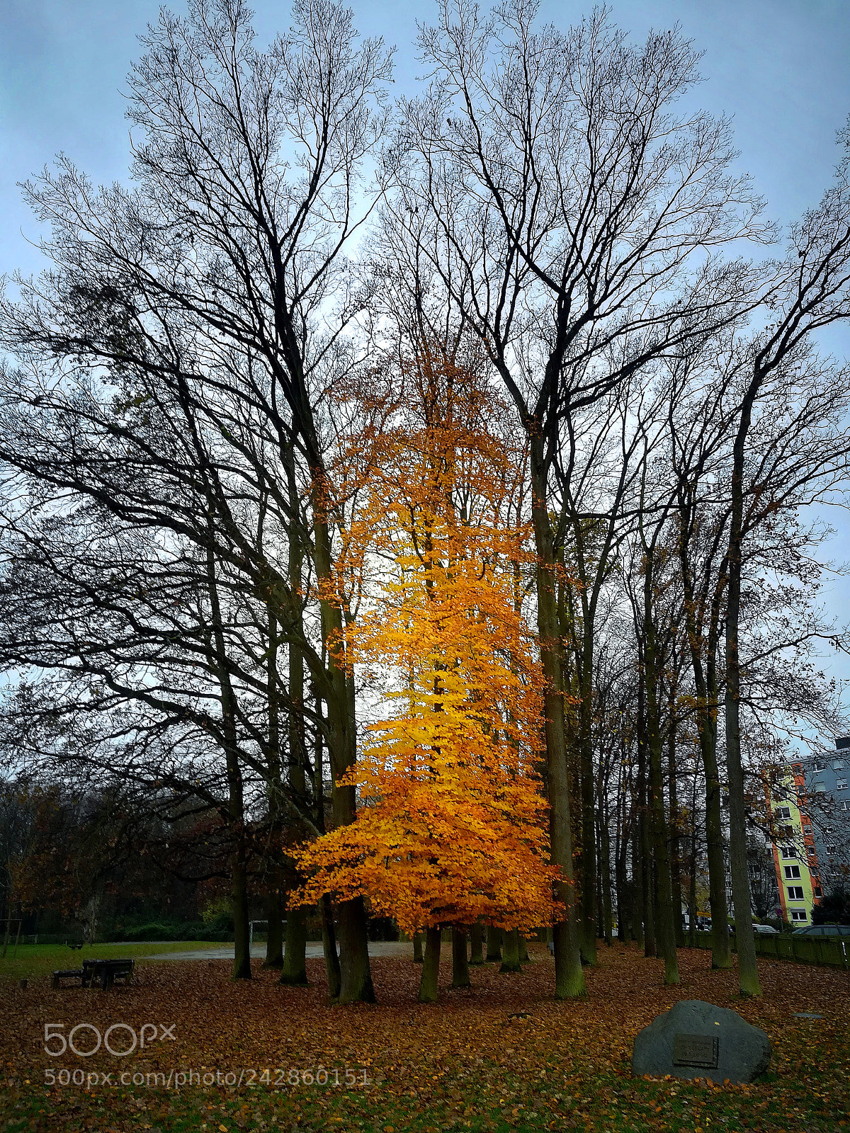 HUAWEI honor 6x sample photo. Golden sun photography
