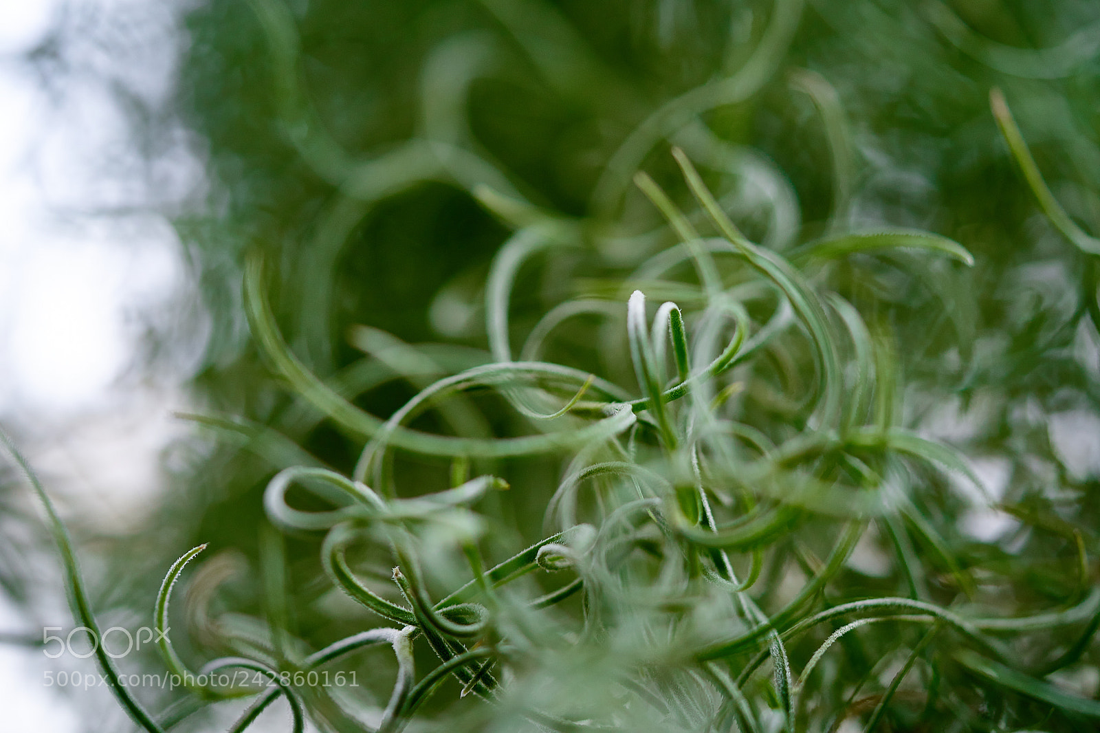 Sony a7 II sample photo. Swirly leaves photography