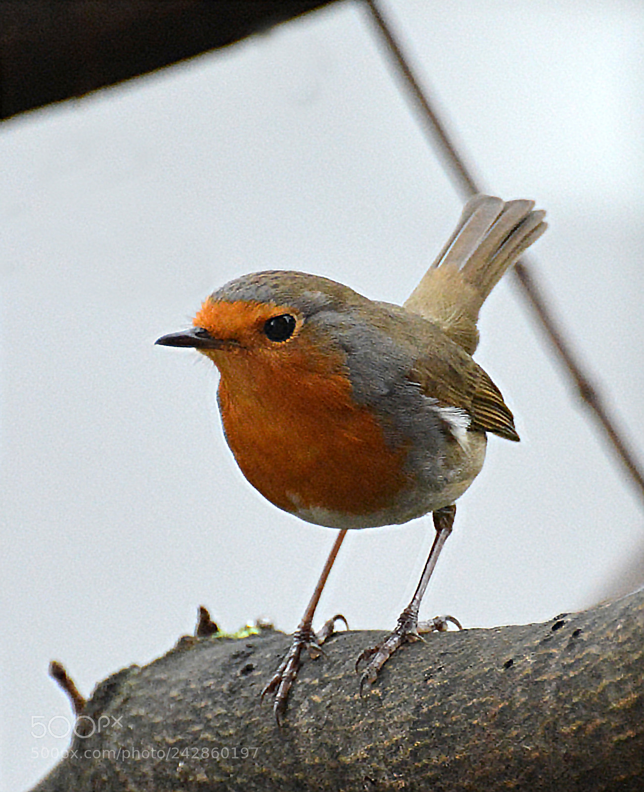 Nikon D7100 sample photo. Robin photography
