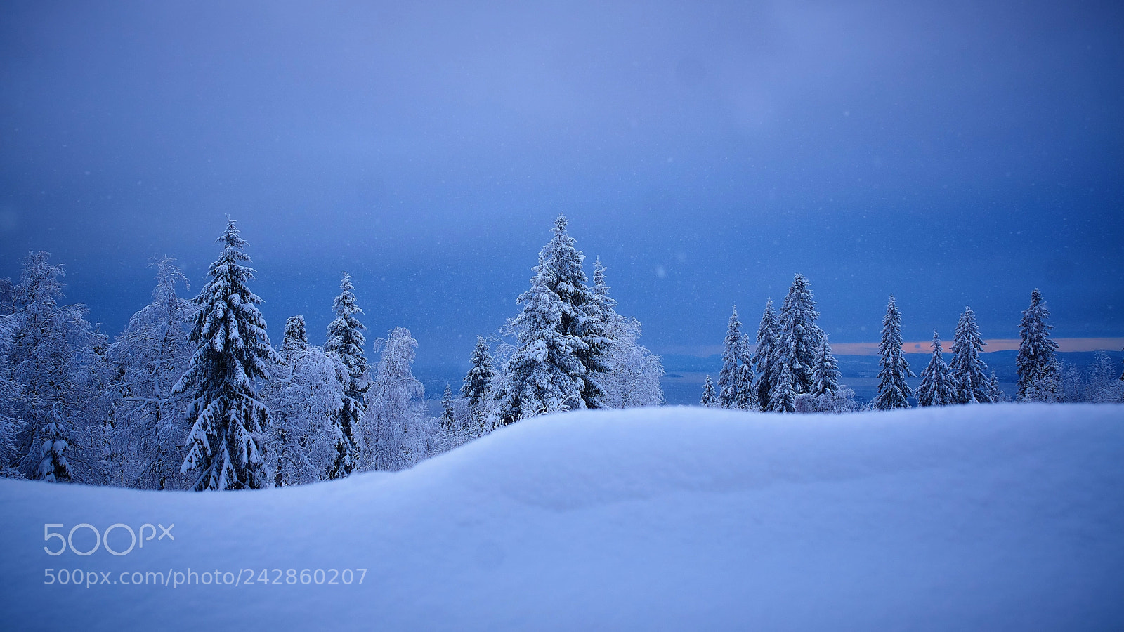 Sony ILCA-77M2 sample photo. Forrest covered in snow photography