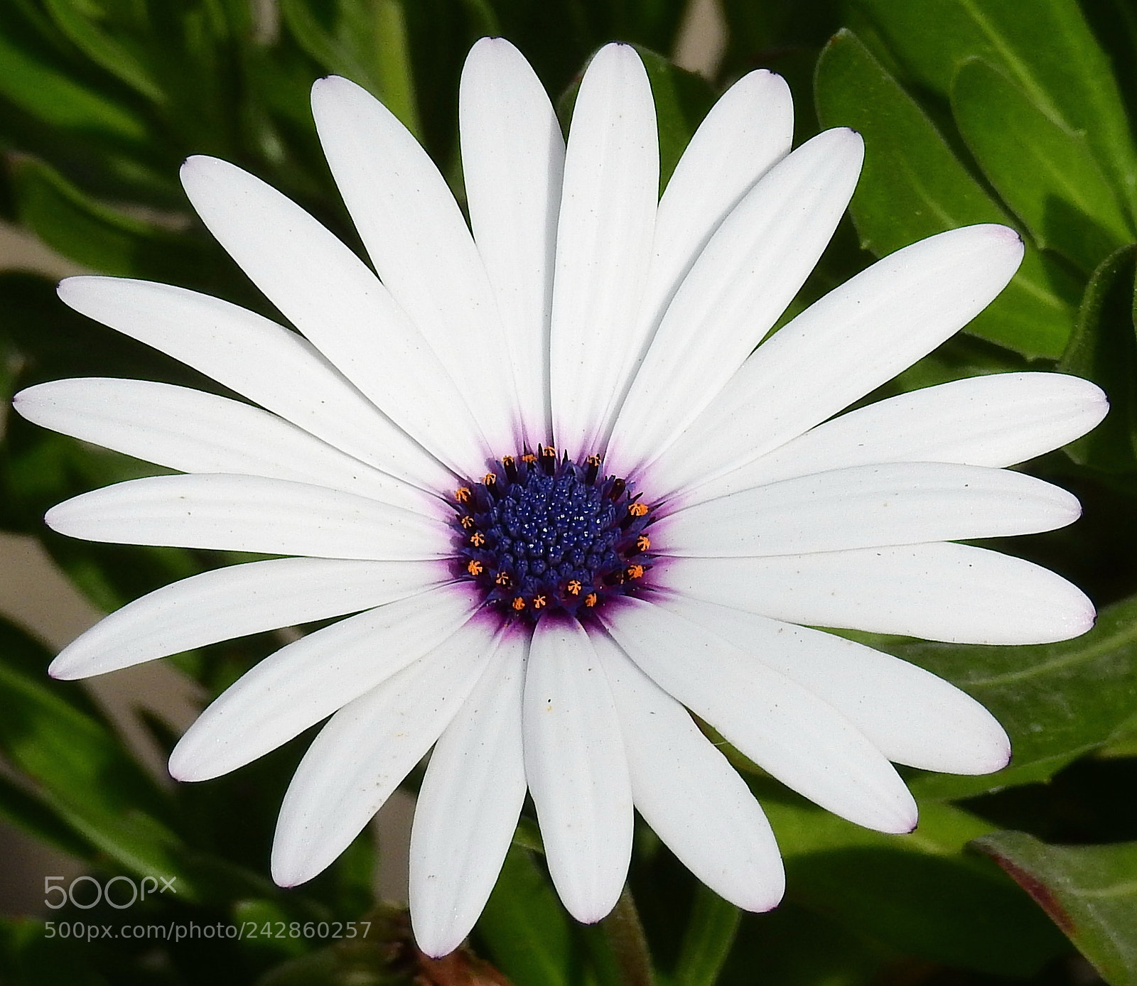 Nikon Coolpix P900 sample photo. A purple and white photography