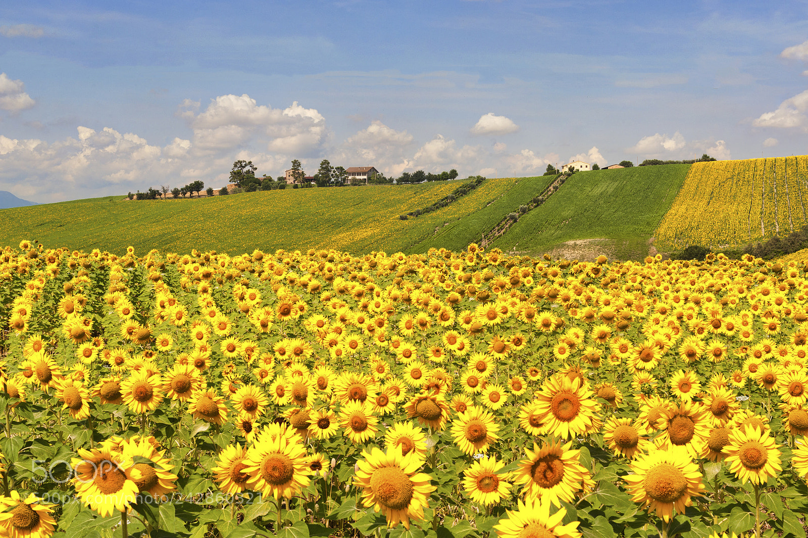 Nikon D700 sample photo. Country landscape in marches photography