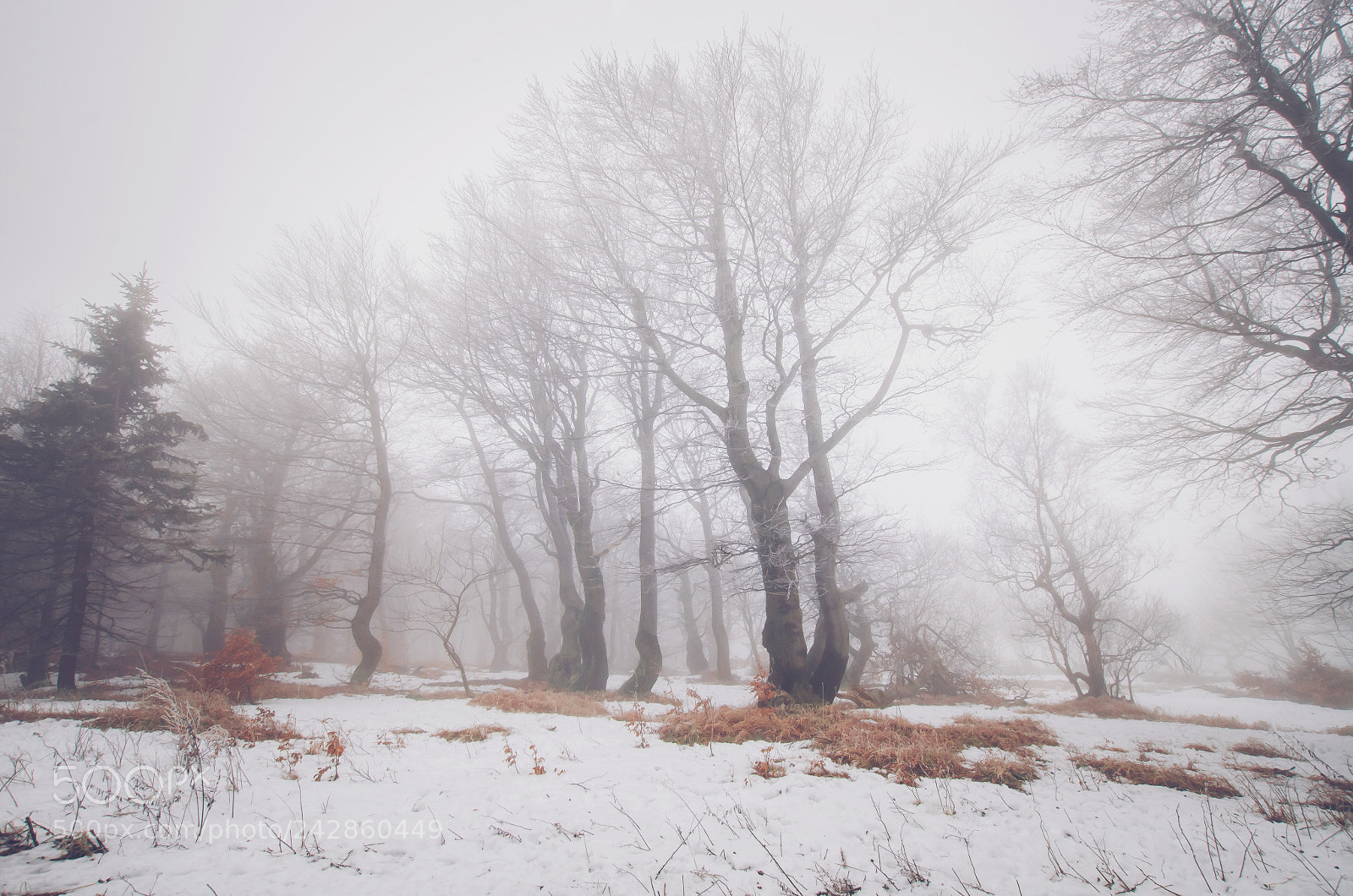 Pentax K-50 sample photo. Untitled photography