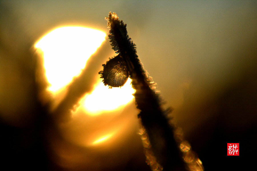 Nikon D7100 + Nikon AF-S Micro-Nikkor 60mm F2.8G ED sample photo. Morning dew ice0114 photography