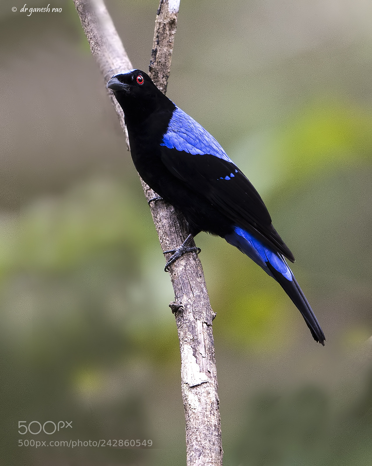 Nikon D4S sample photo. Fairy bluebird photography