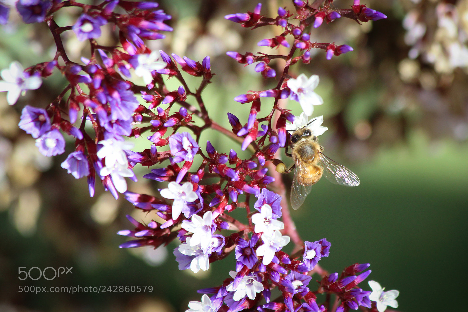 Canon EOS 1300D (EOS Rebel T6 / EOS Kiss X80) sample photo. California bee photography