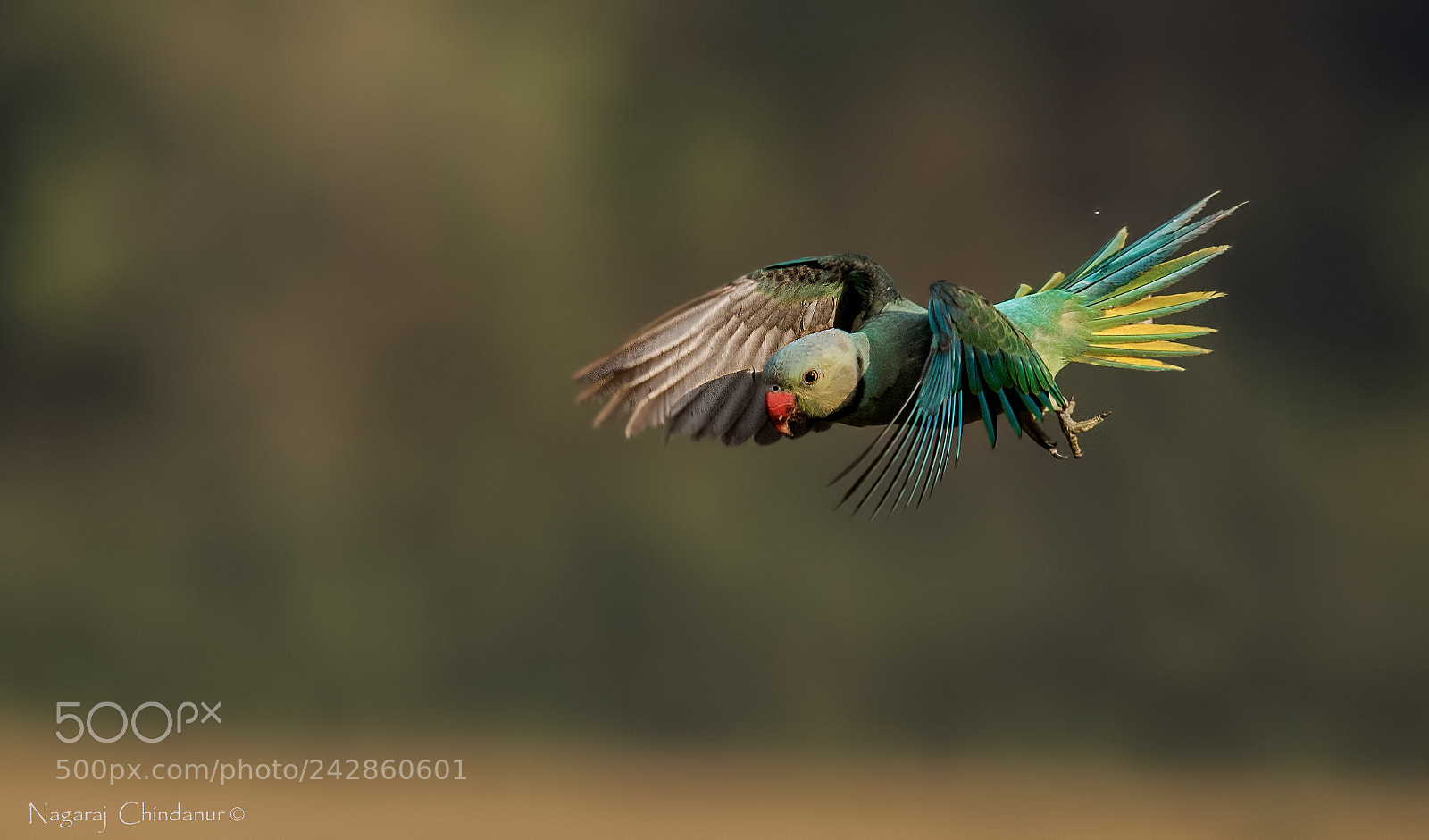 Nikon D5 sample photo. Malabar parakeet photography