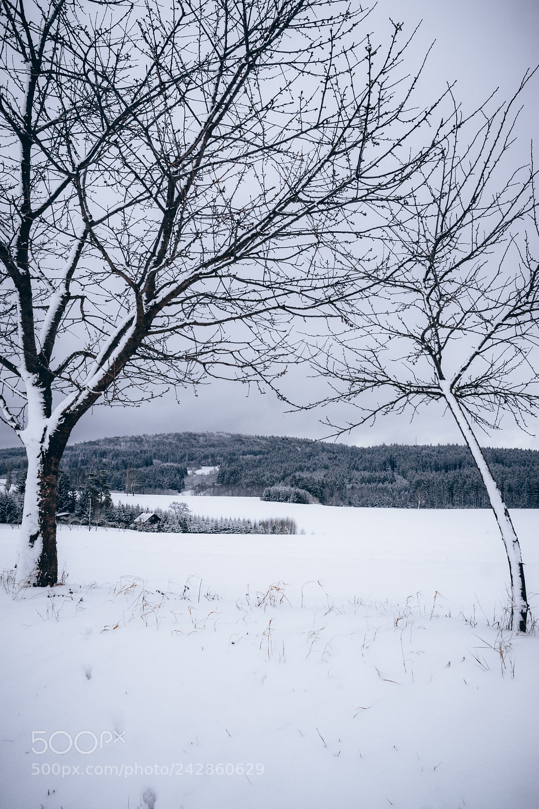 Sony ILCA-77M2 sample photo. Winter on the highland photography