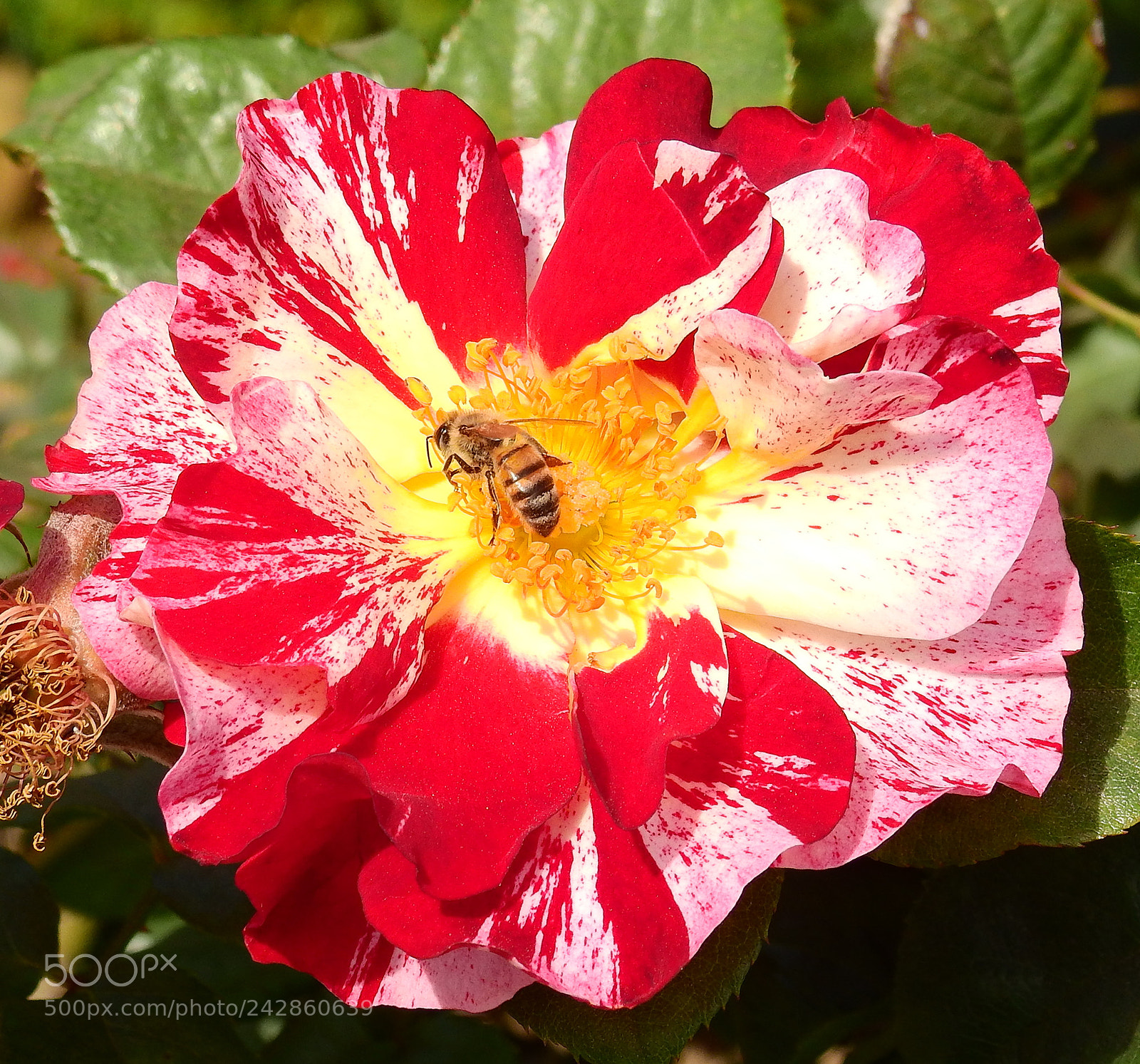 Nikon Coolpix P900 sample photo. Bee enjoying a red photography