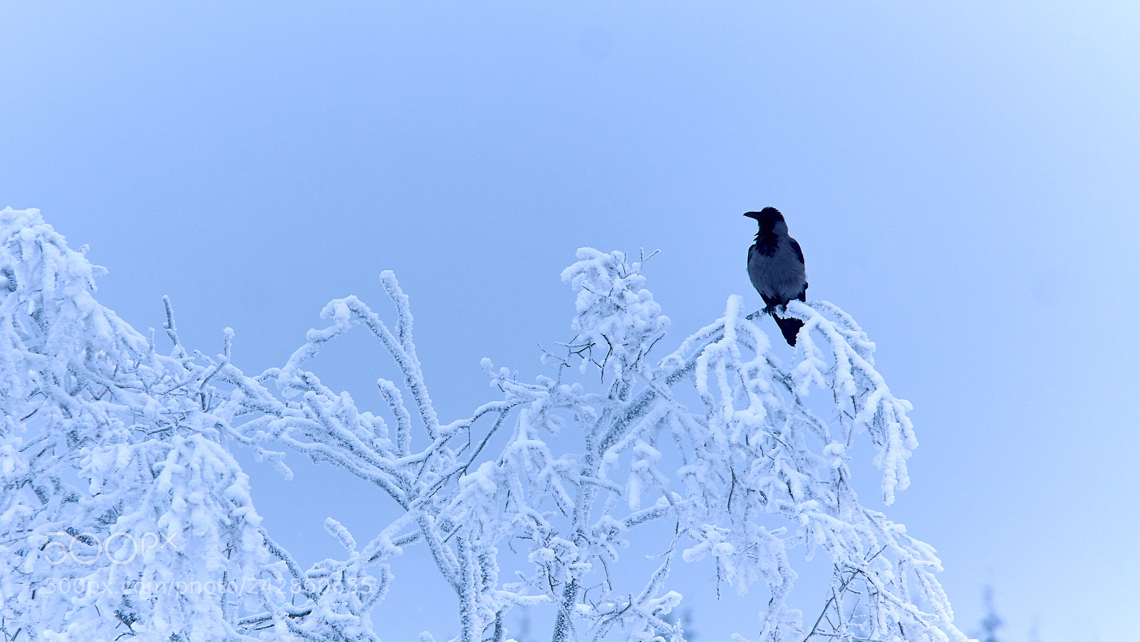 Sony ILCA-77M2 sample photo. Crow in a snowy photography
