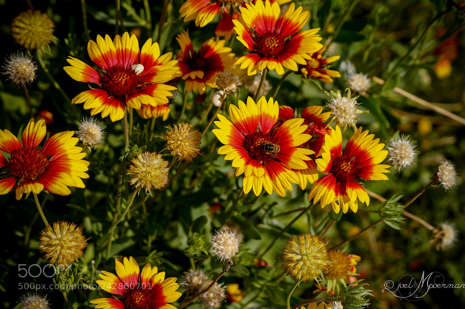 Sony SLT-A57 sample photo. Floral ! photography