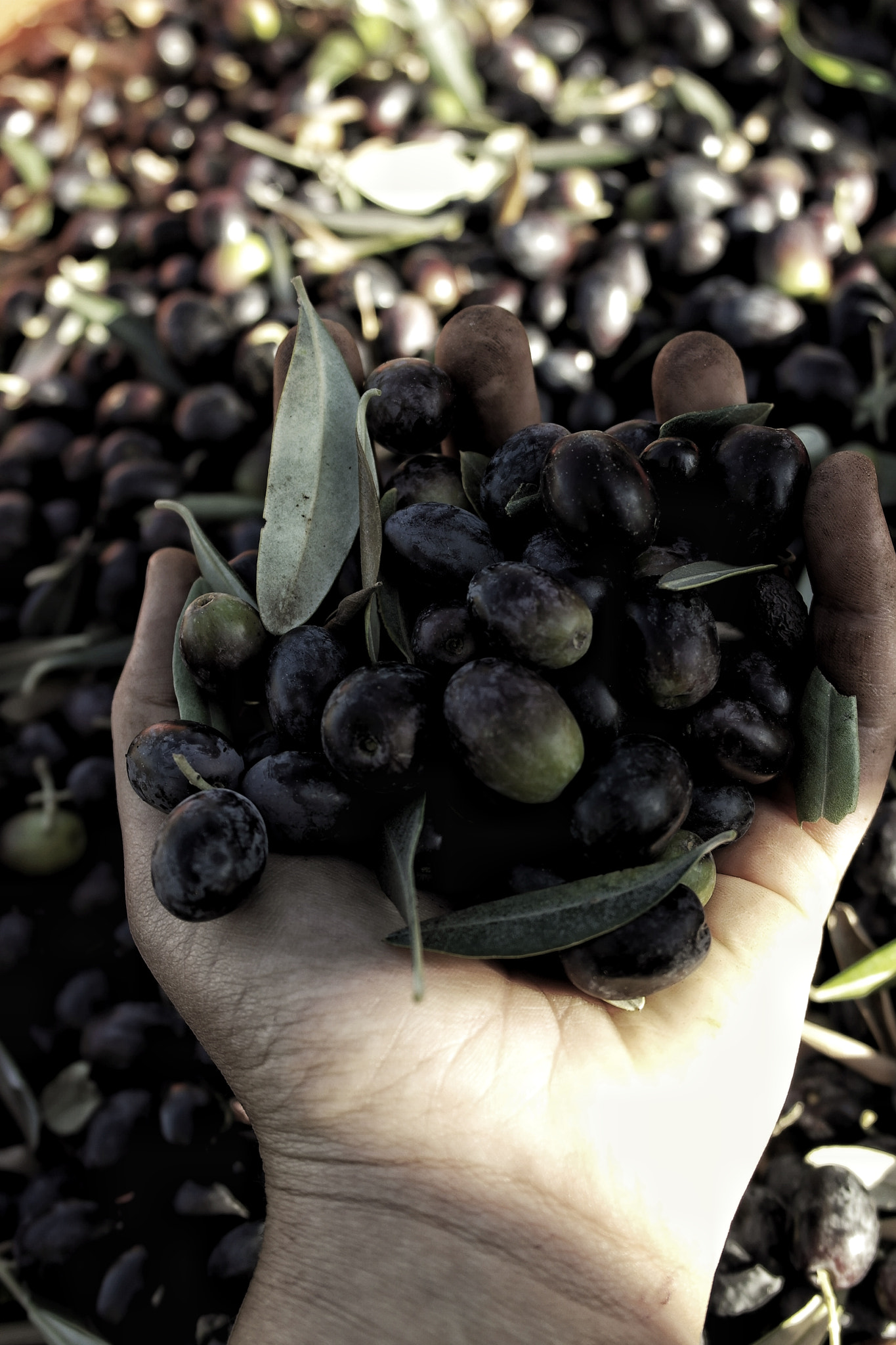 Samsung NX1100 sample photo. Raccolta delle olive, ottobre 2017. puglia photography