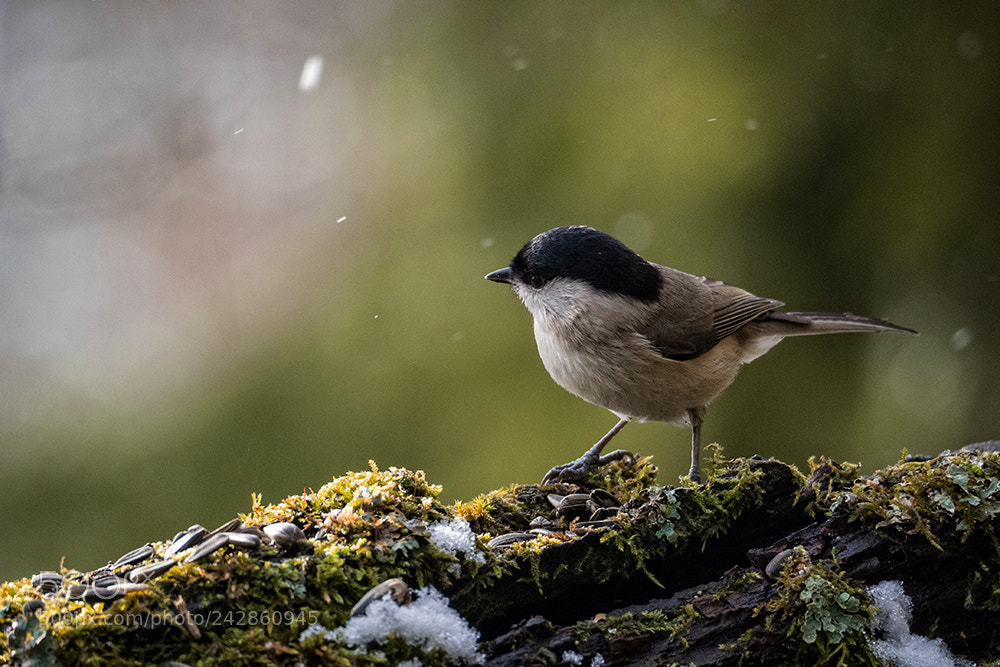 Olympus OM-D E-M5 II sample photo. Marsh tit photography