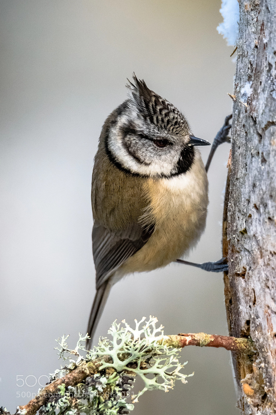 Nikon D7200 sample photo. Crested tit photography