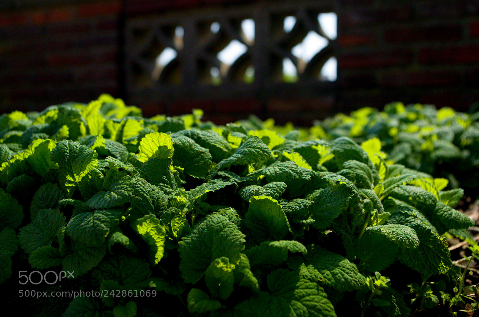 Pentax K-50 sample photo. Melissa photography