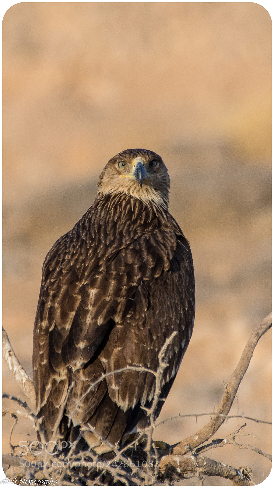Nikon D7200 sample photo. The wild look photography