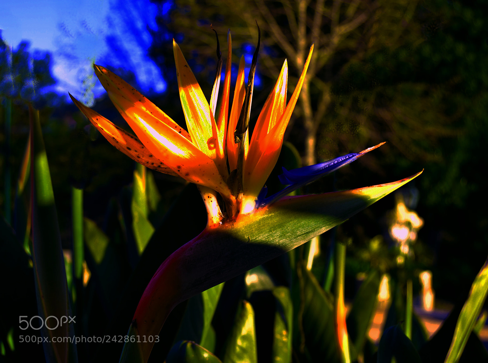 Nikon D3100 sample photo. Flor ave del para photography