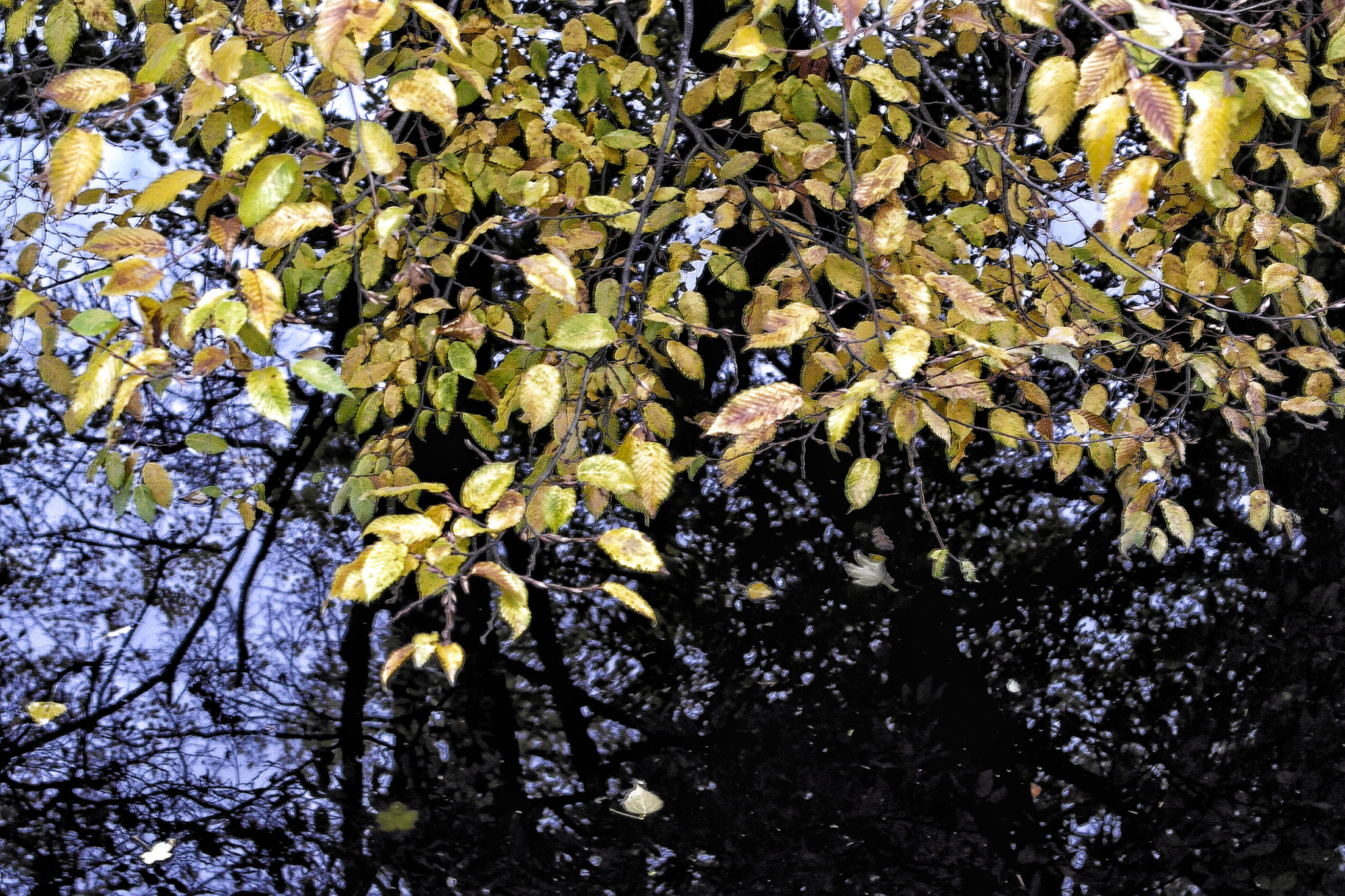 Samsung NX1100 sample photo. Colmar, france photography