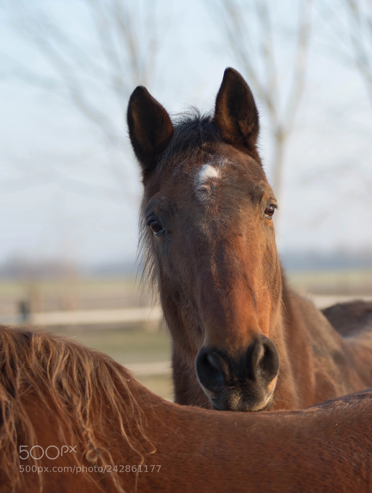 Nikon D610 sample photo. Equus photography