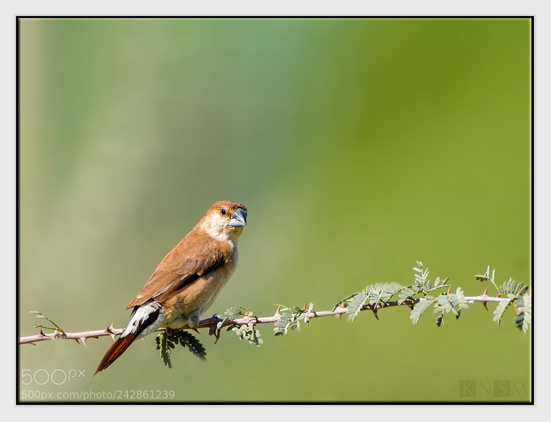 Nikon D7100 sample photo. Indian silverbil photography