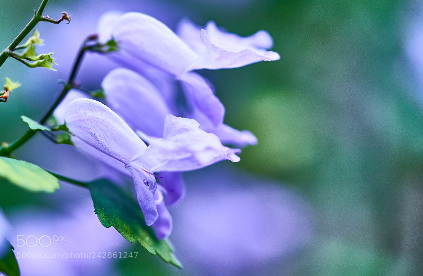 Sony a7 II sample photo. Flower photography