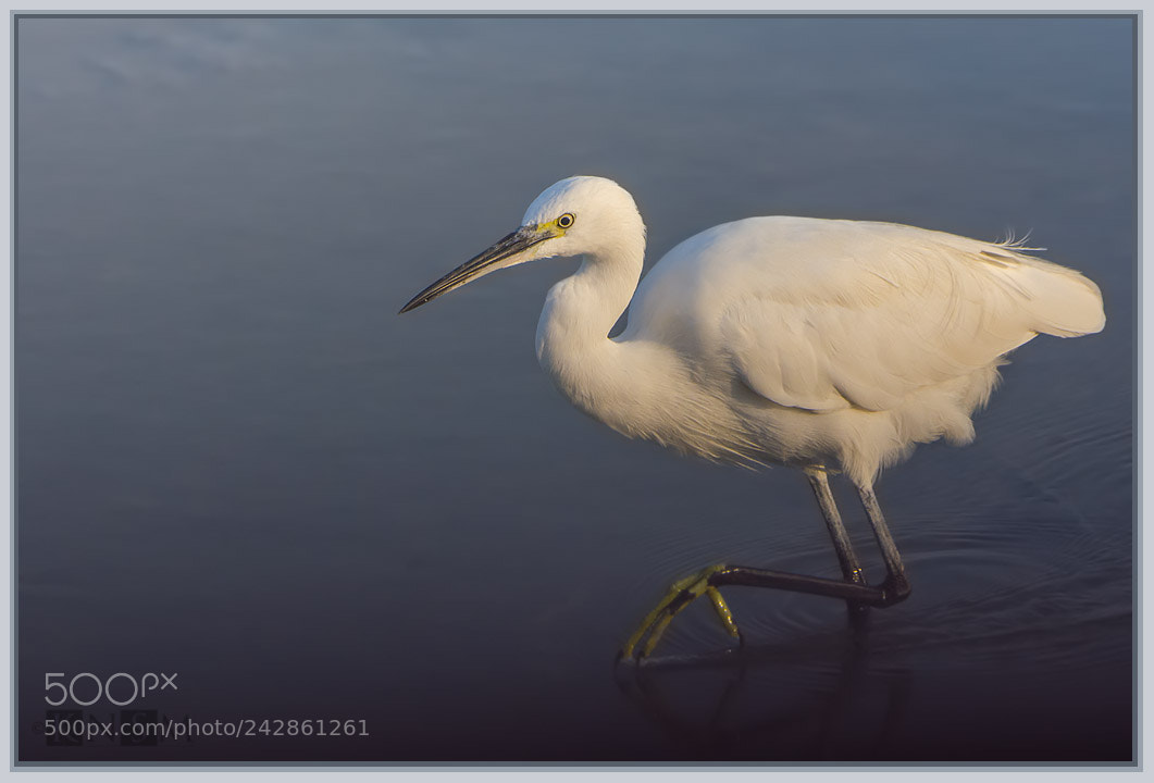 Nikon D7100 sample photo. Egret photography