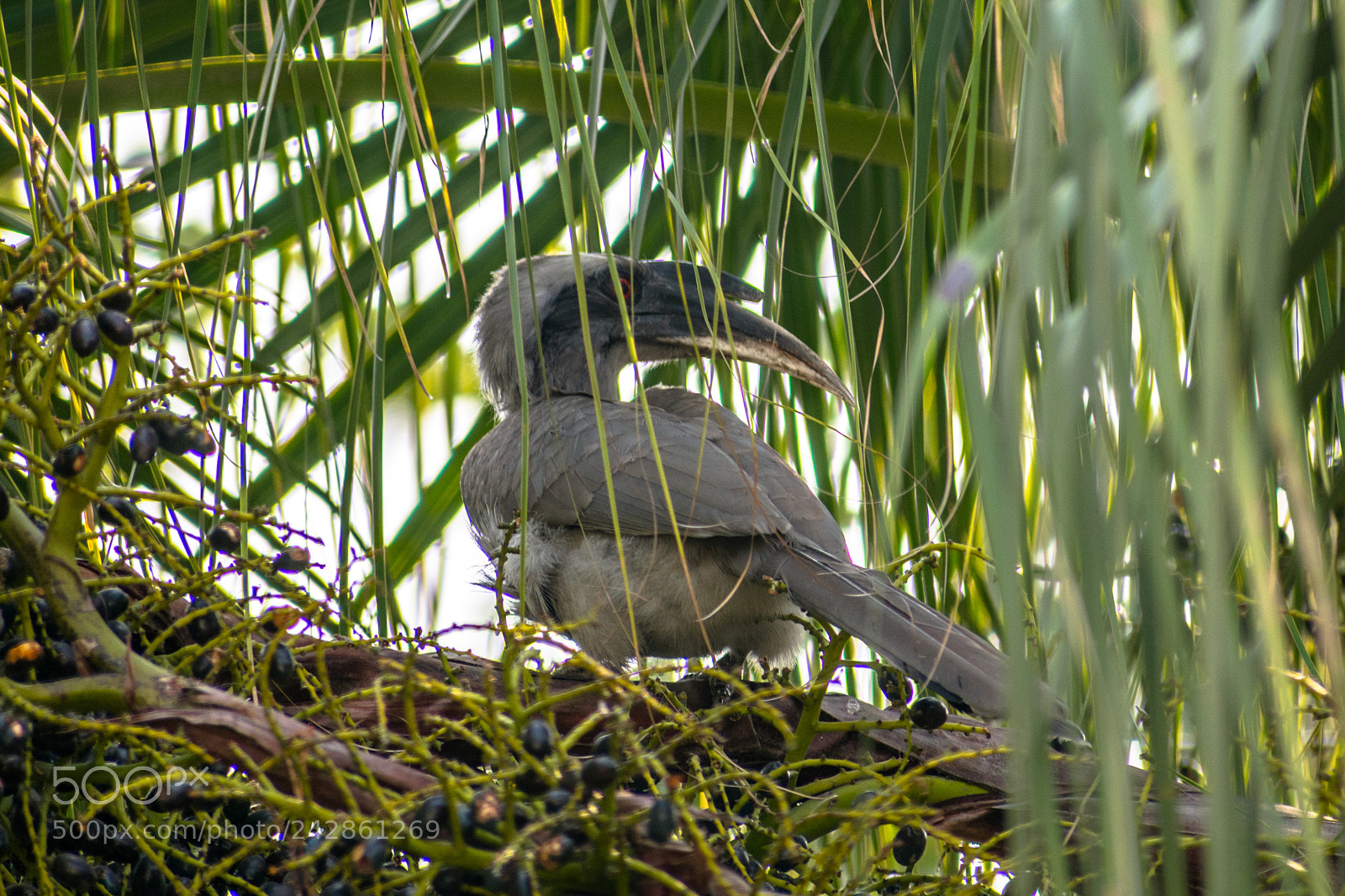 Nikon D3400 sample photo. Indian grey hornbill photography