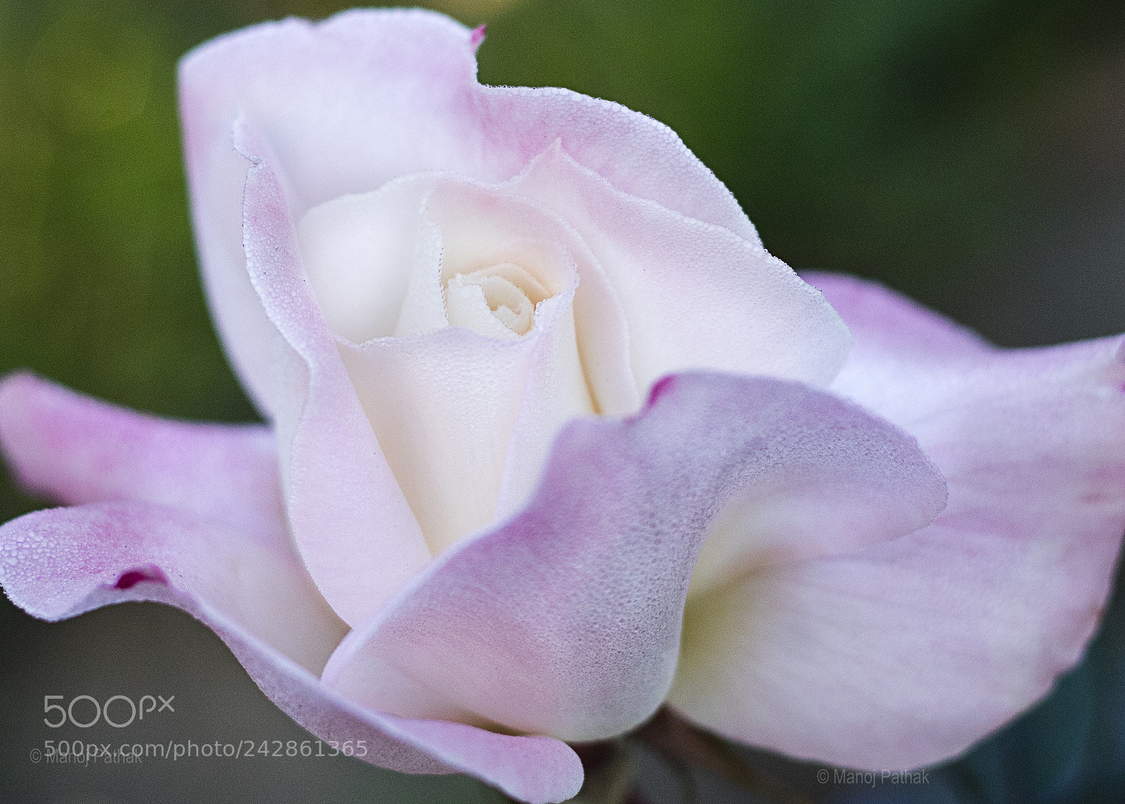 Canon EOS 6D Mark II sample photo. Petal photography