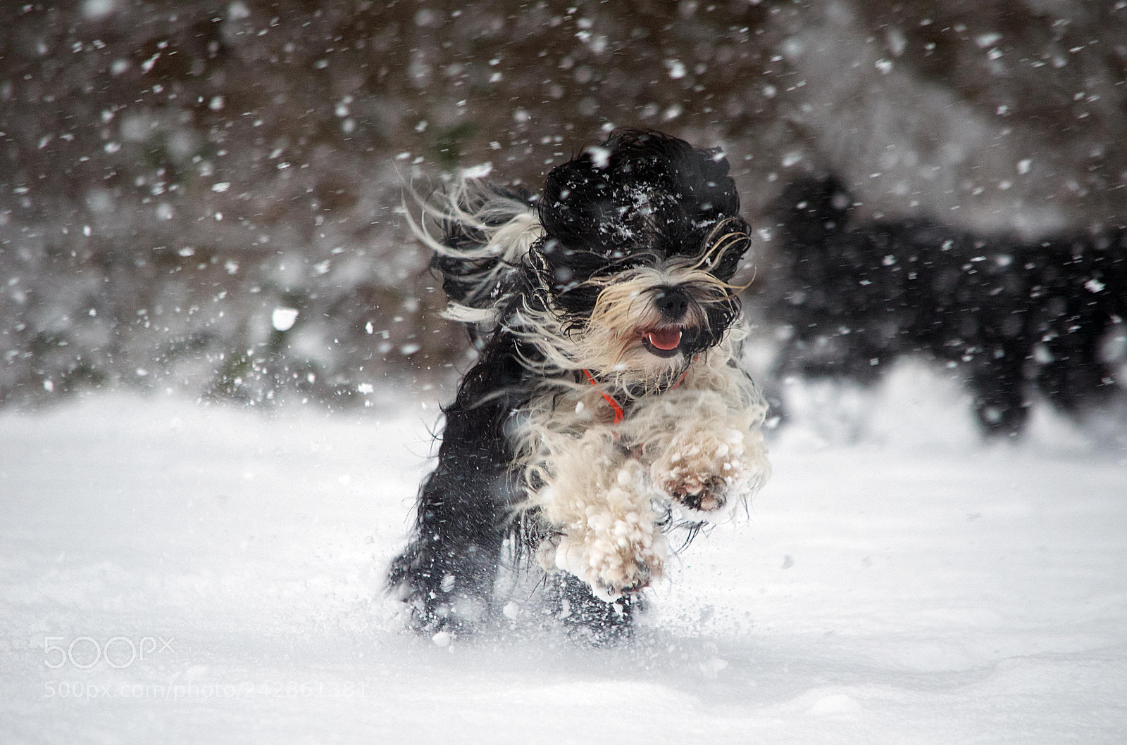Nikon D5100 sample photo. Let's snow photography