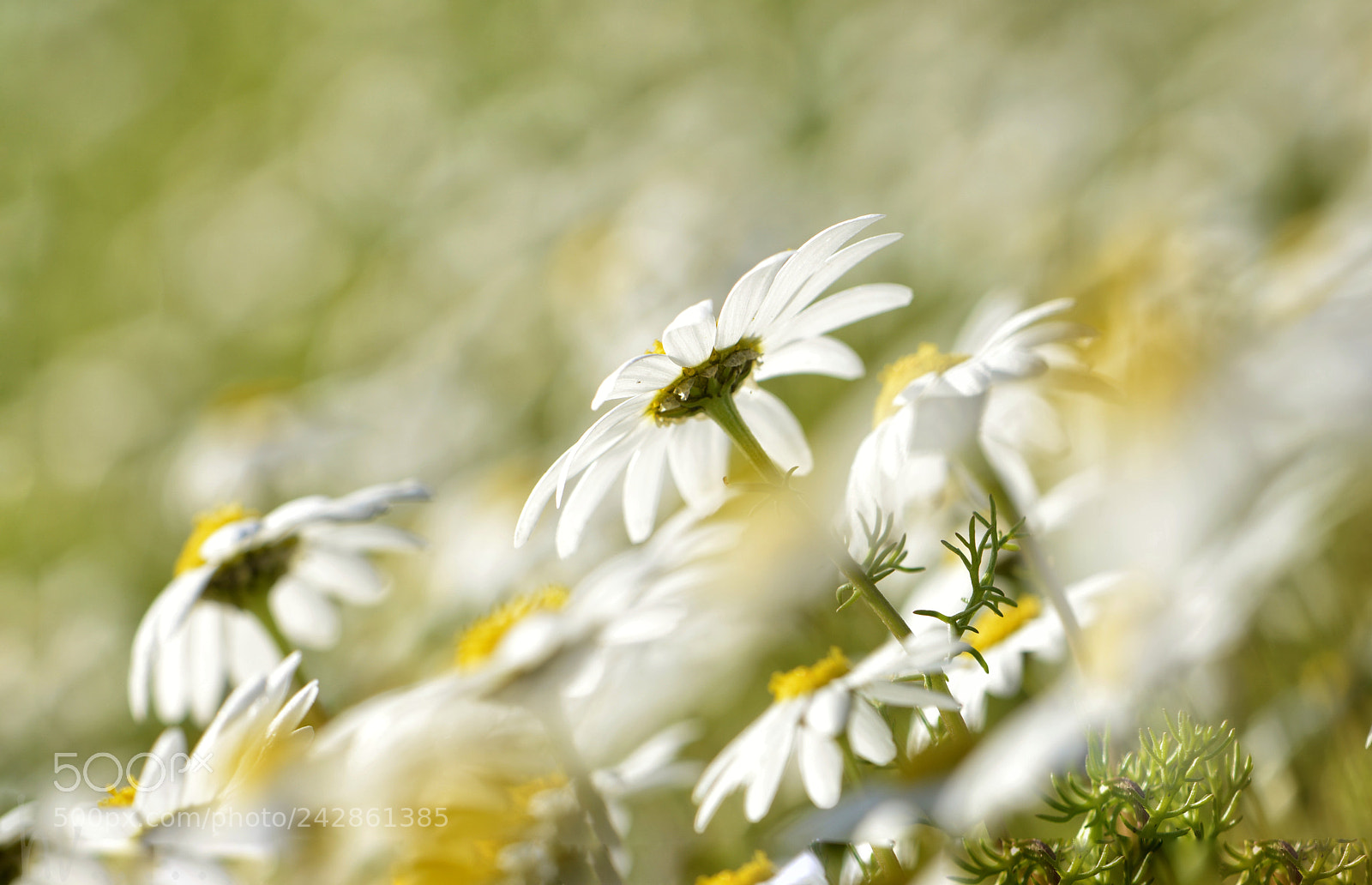 Nikon D7100 sample photo. Daisies of january photography