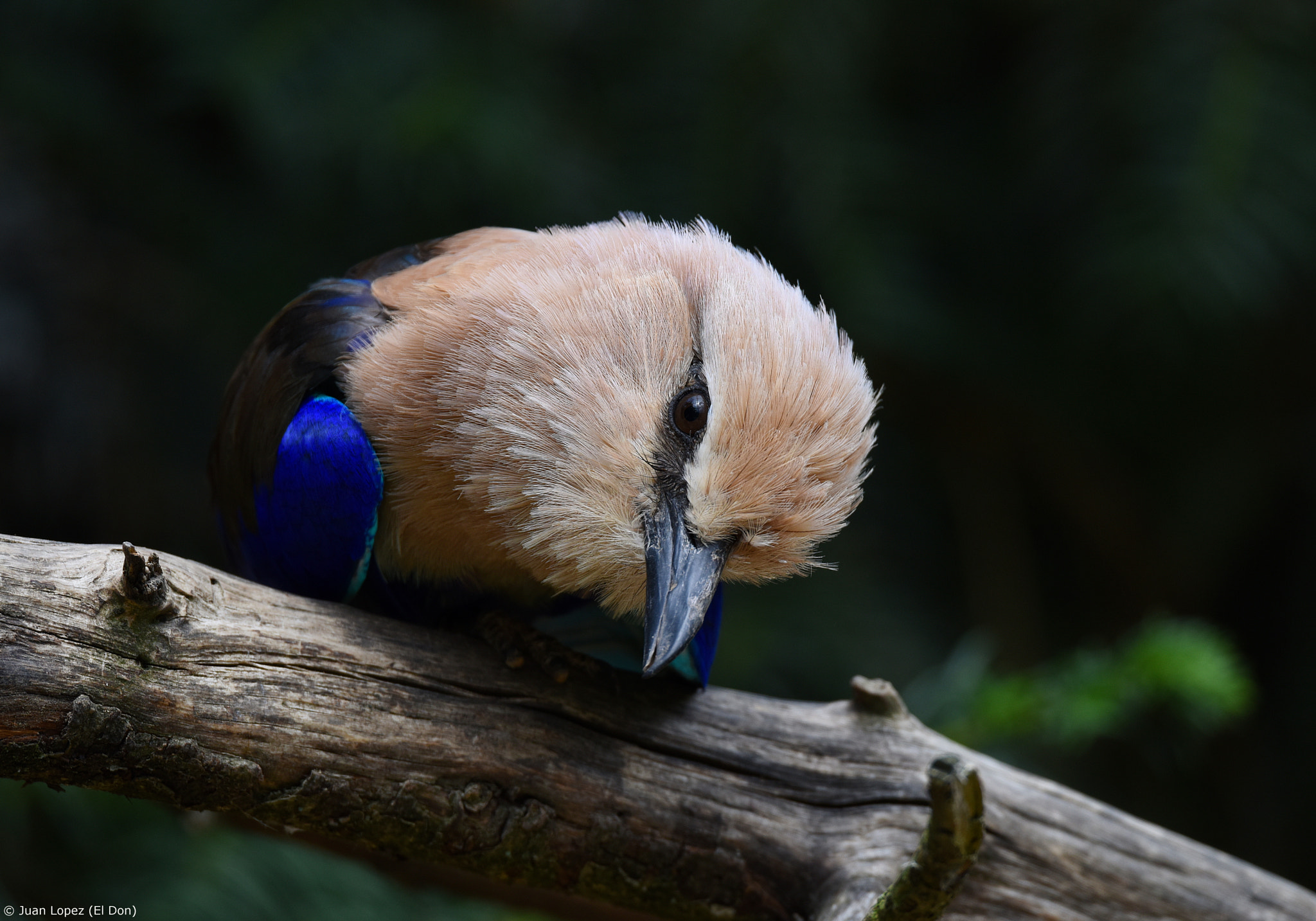 Sigma 150-600mm F5-6.3 DG OS HSM | S sample photo. Curious...!! photography