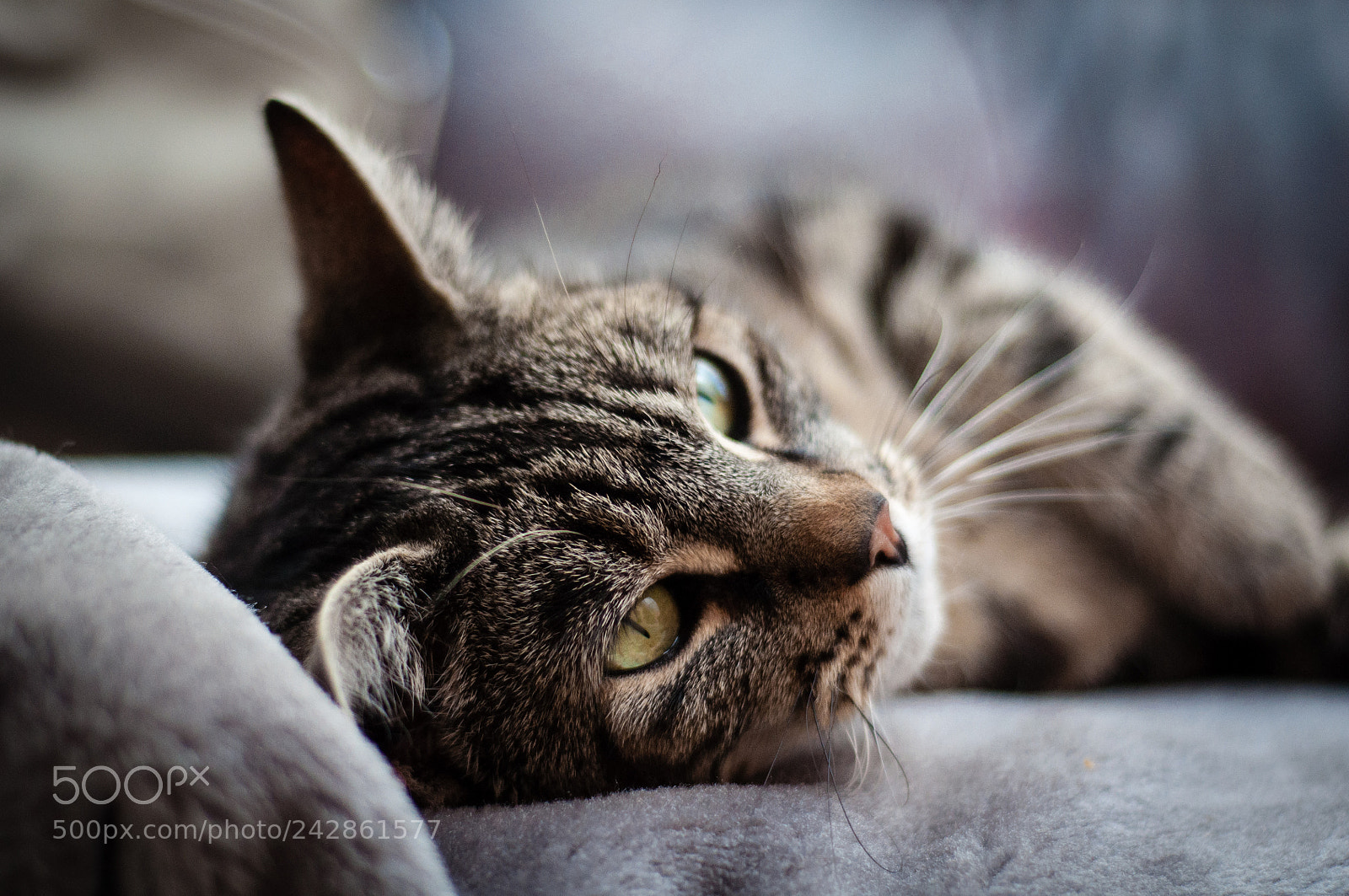 Nikon D90 sample photo. Tabby cat photography