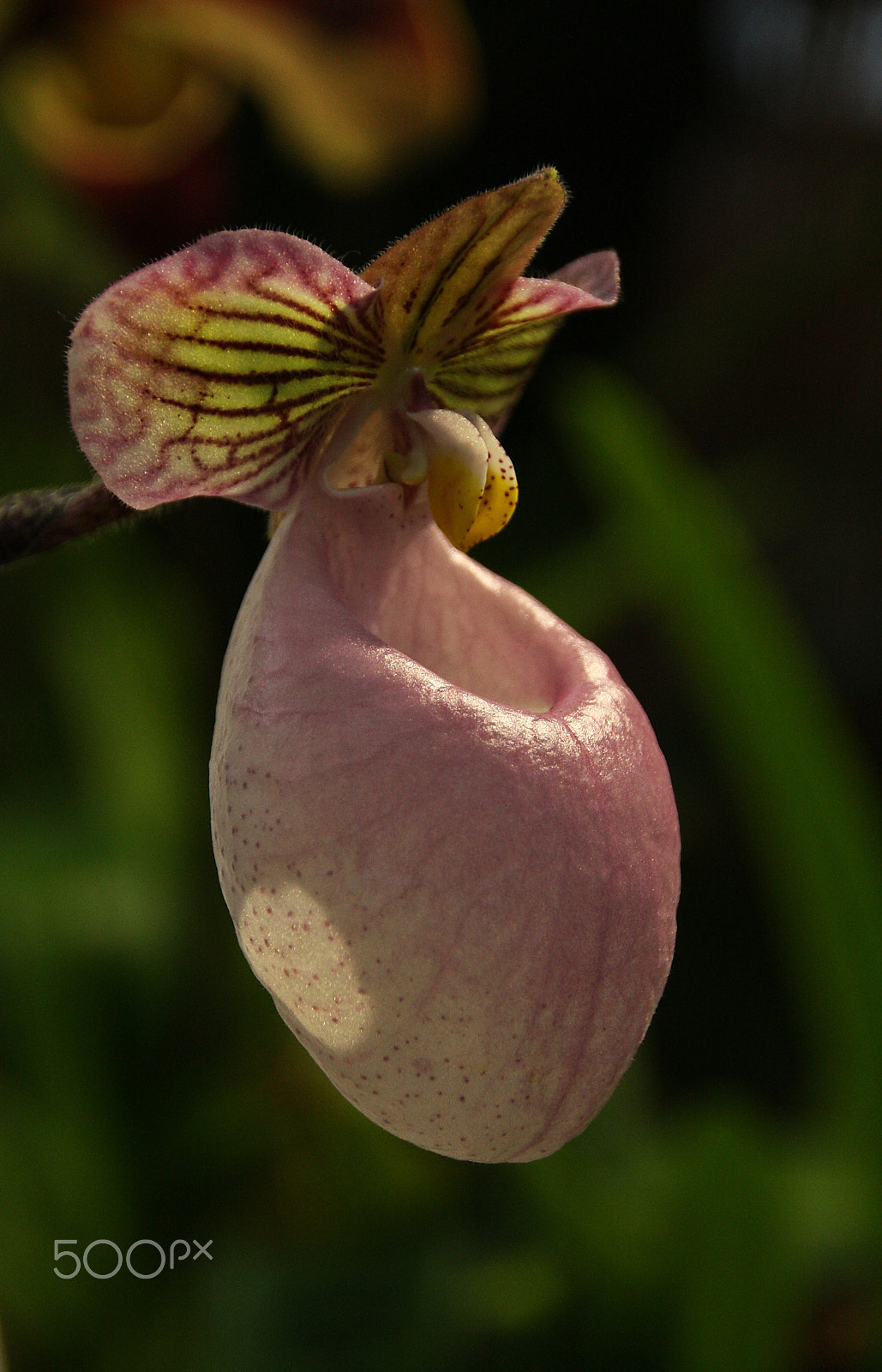Canon EOS 1000D (EOS Digital Rebel XS / EOS Kiss F) sample photo. Paphiopedilum micranthum t. tang & f.t. wang photography