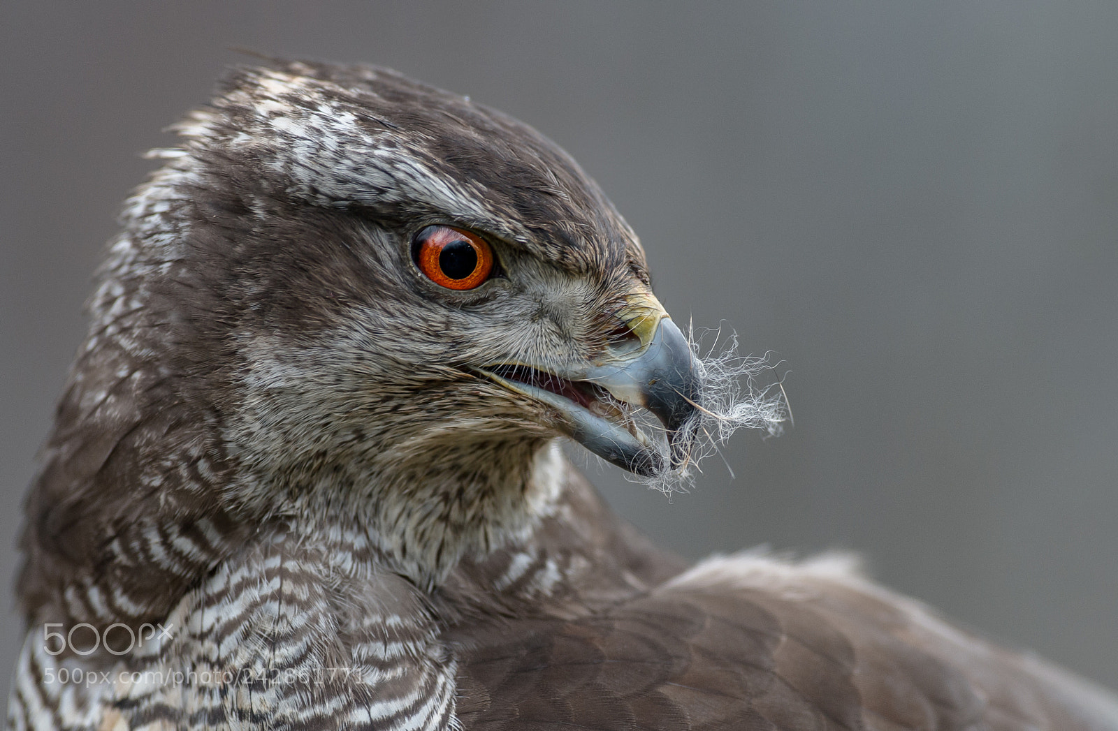 Nikon D4 sample photo. Hawk photography