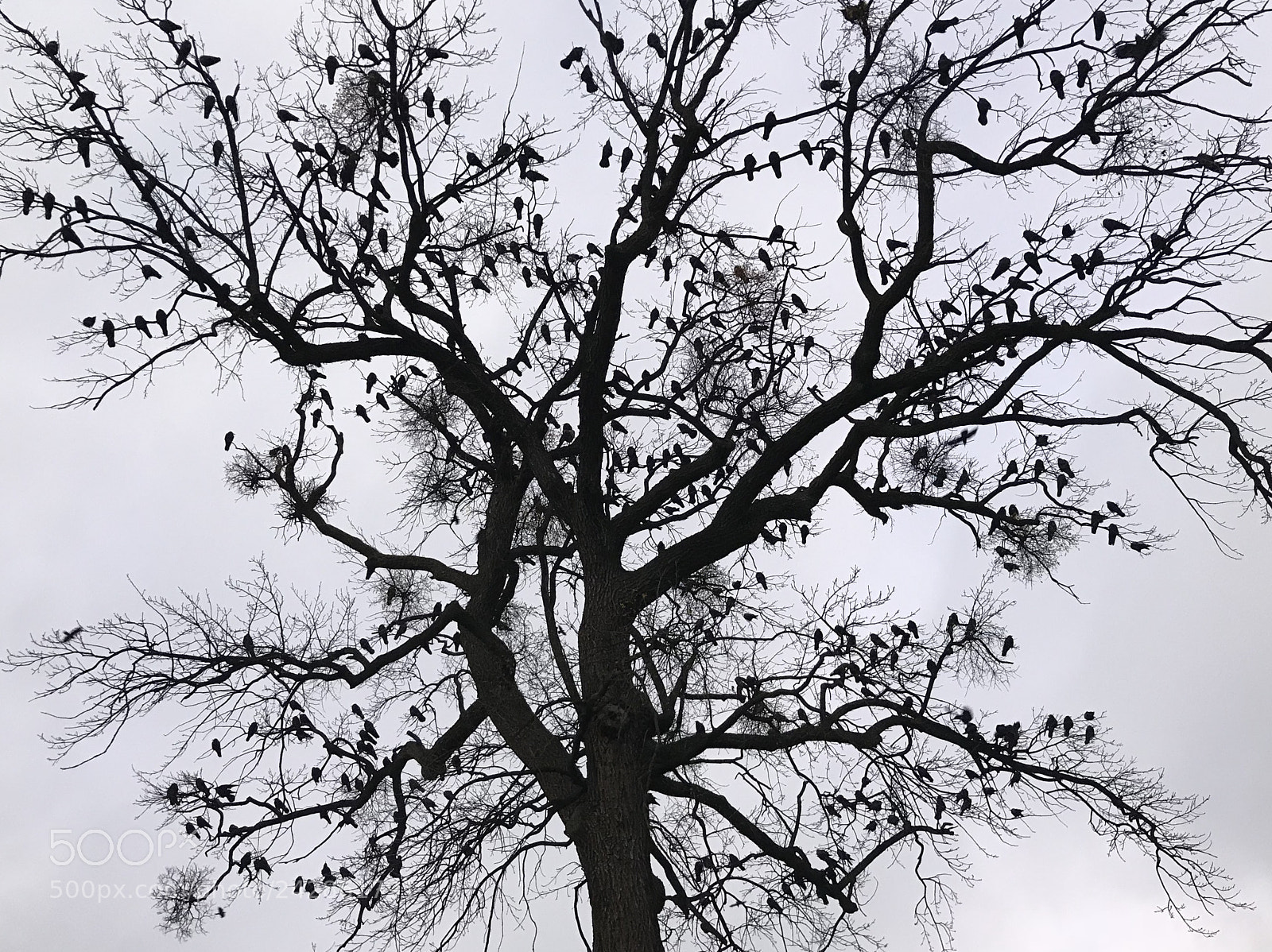 Apple iPhone 7 Plus sample photo. The tree of crows photography