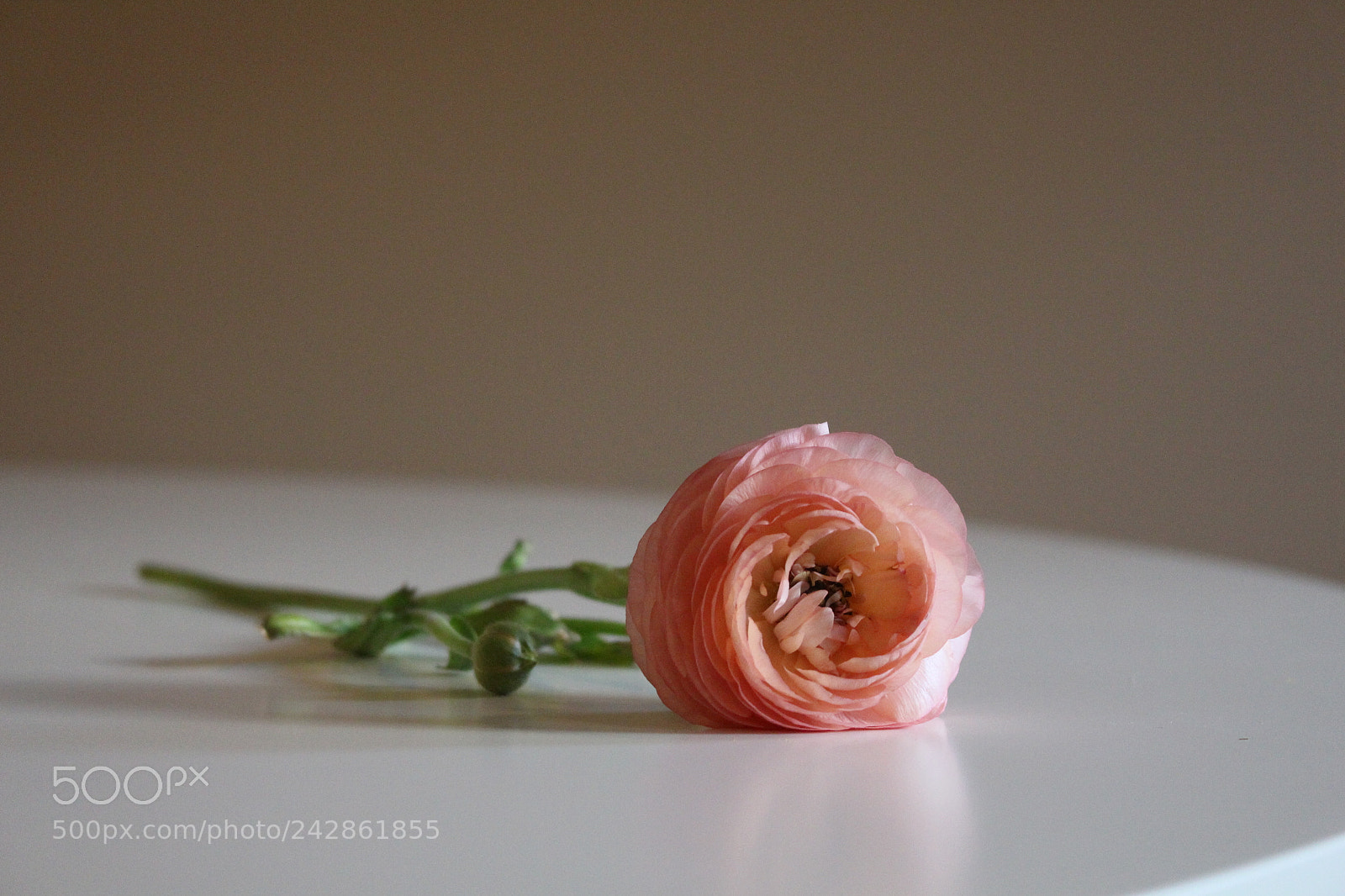 Canon EOS 700D (EOS Rebel T5i / EOS Kiss X7i) sample photo. Untitled photography