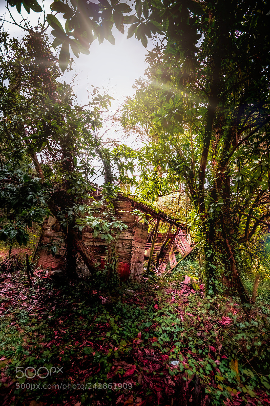 Nikon D5500 sample photo. Untitled photography