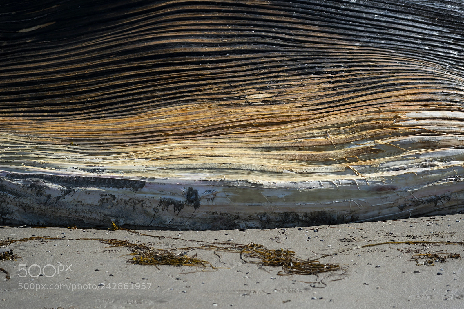Nikon D800 sample photo. Sperm whale deatail beached photography