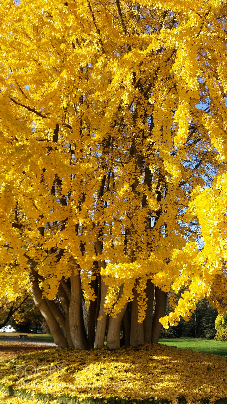LG G3 sample photo. Yellow tree photography
